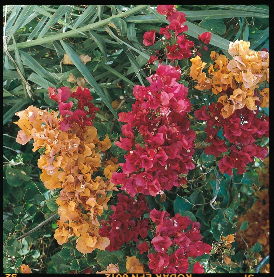 slide 3 of 4, Lowe's Hybrid Bougainvillea Flowering Shrub in 1.5 -Gallon Hanging basket 1 -Pack with Multicolor Blooms, 1 ct