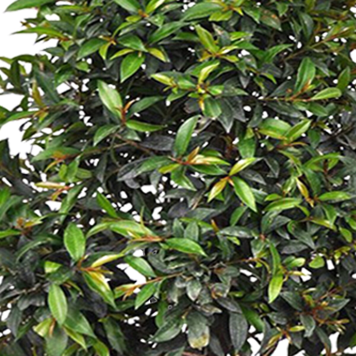 slide 4 of 4, Lowe's Hybrid Bougainvillea Flowering Shrub in 1.5 -Gallon Hanging basket 1 -Pack with Multicolor Blooms, 1 ct