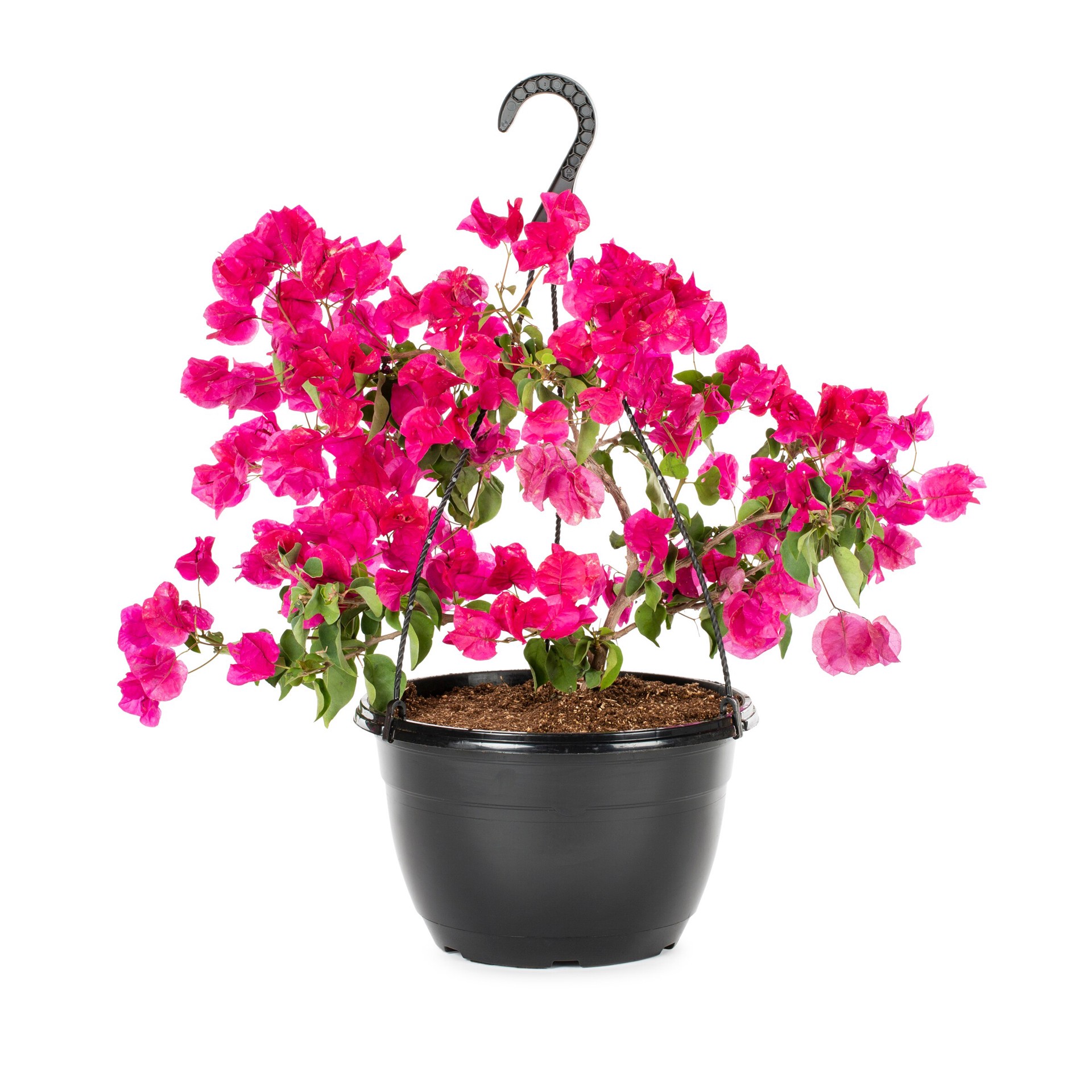 slide 1 of 4, Lowe's Hybrid Bougainvillea Flowering Shrub in 1.5 -Gallon Hanging basket 1 -Pack with Multicolor Blooms, 1 ct