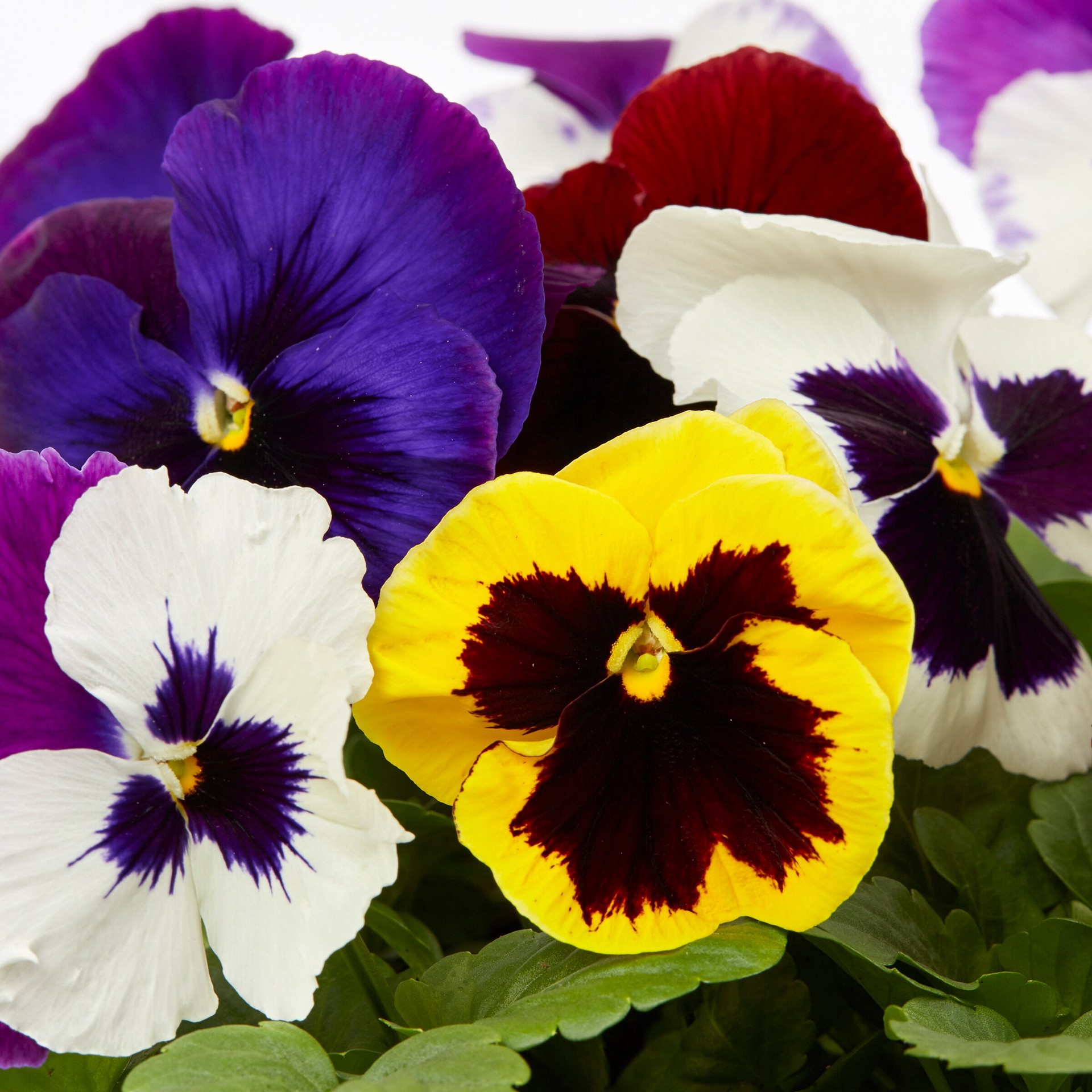 slide 2 of 3, Lowe's Multicolor Pansy in 6-Pack Tray, 1 ct