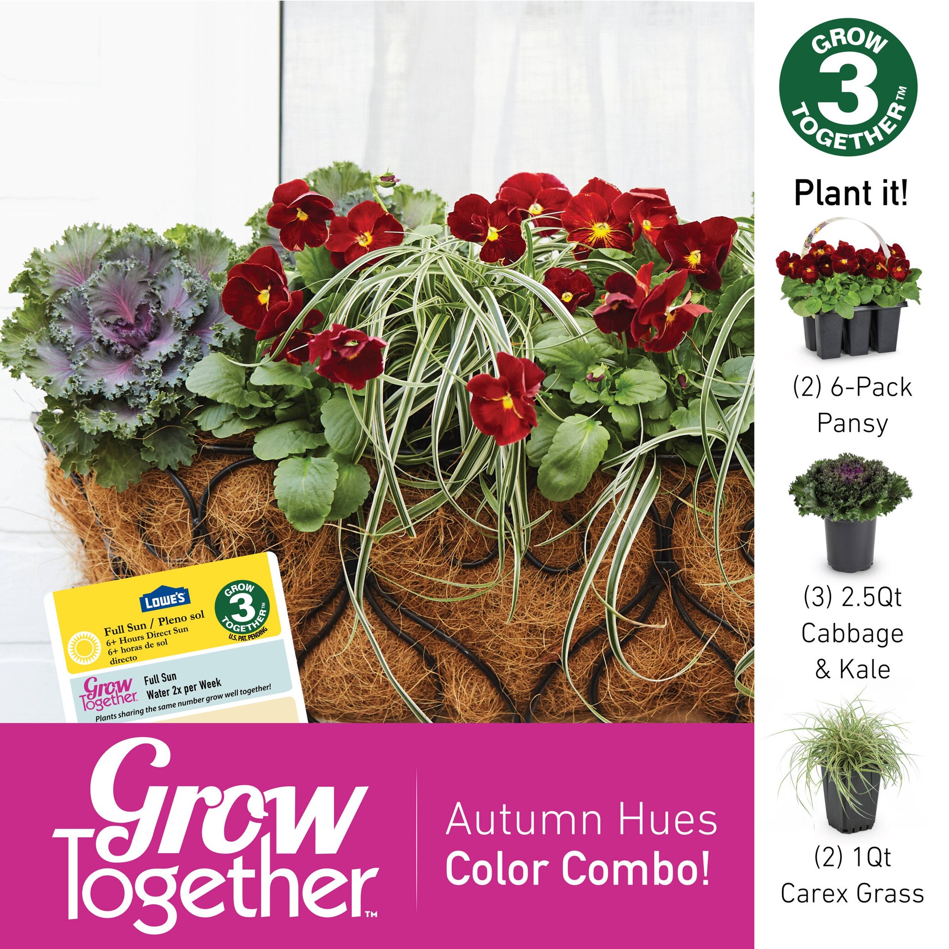 slide 3 of 3, Lowe's Multicolor Pansy in 6-Pack Tray, 1 ct