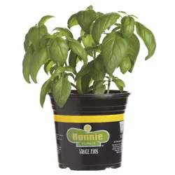 Bonnie Plants Sweet Basil