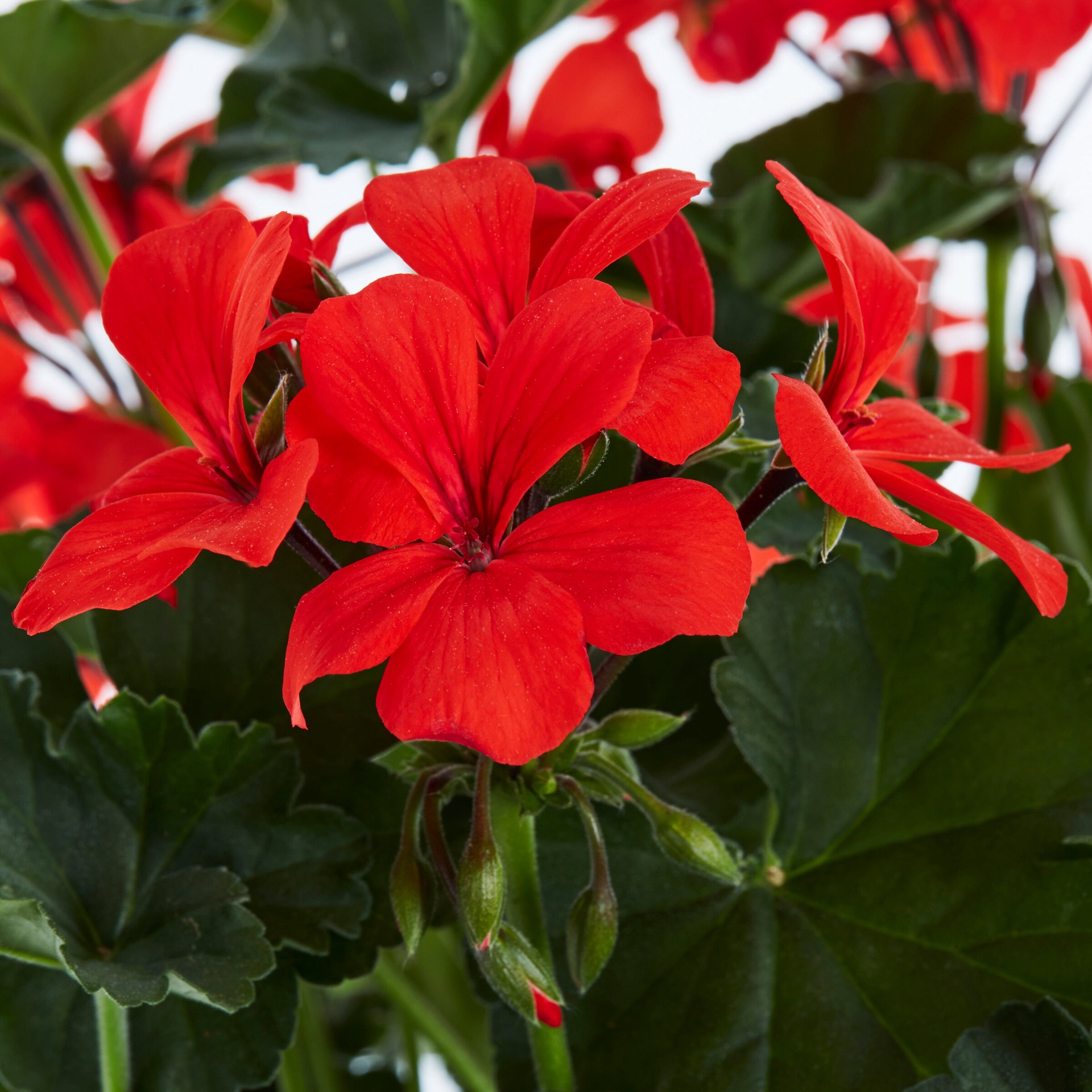 slide 2 of 6, Monrovia Multicolor Geranium in 2.5-Quart Pot, 1 ct