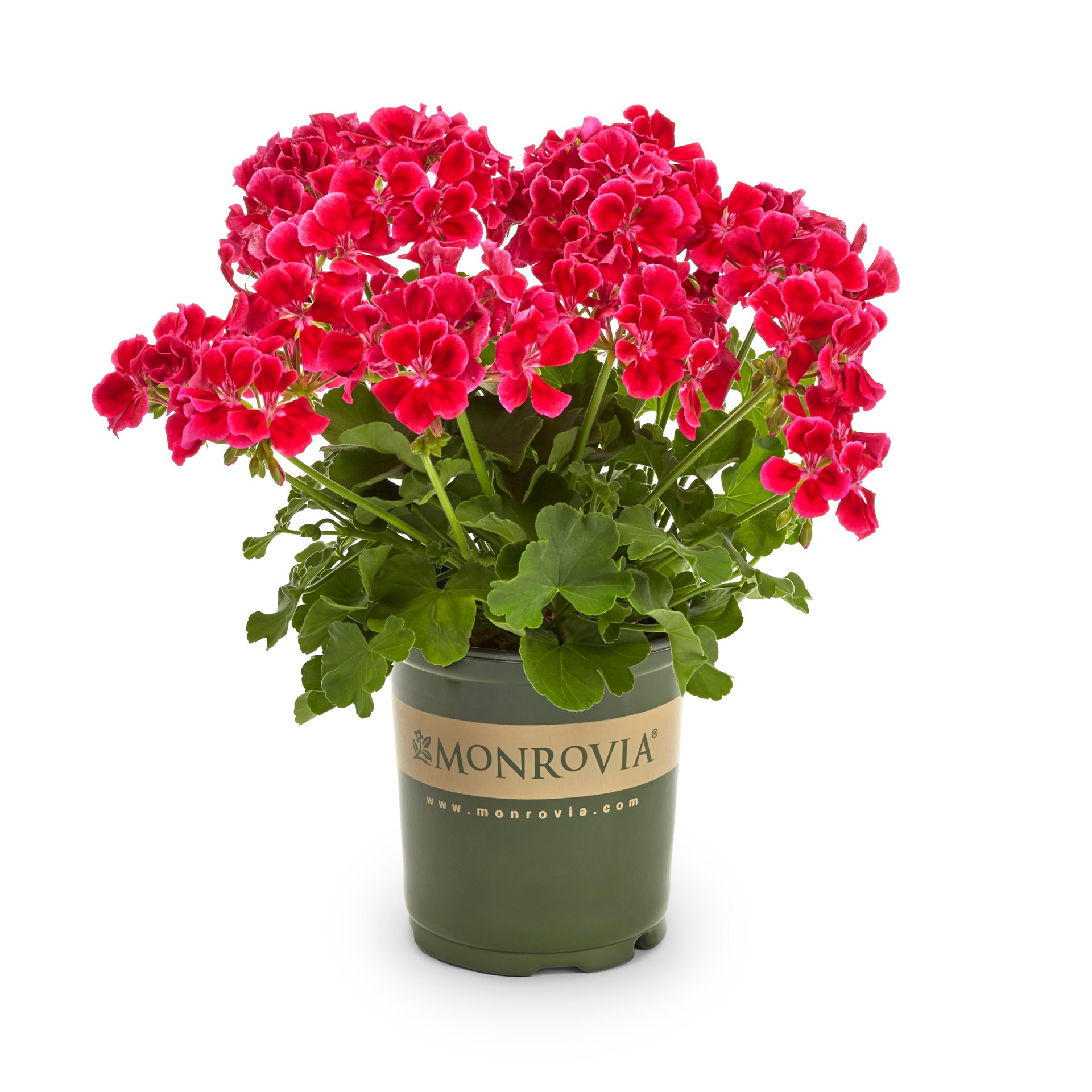 slide 3 of 6, Monrovia Multicolor Geranium in 2.5-Quart Pot, 1 ct