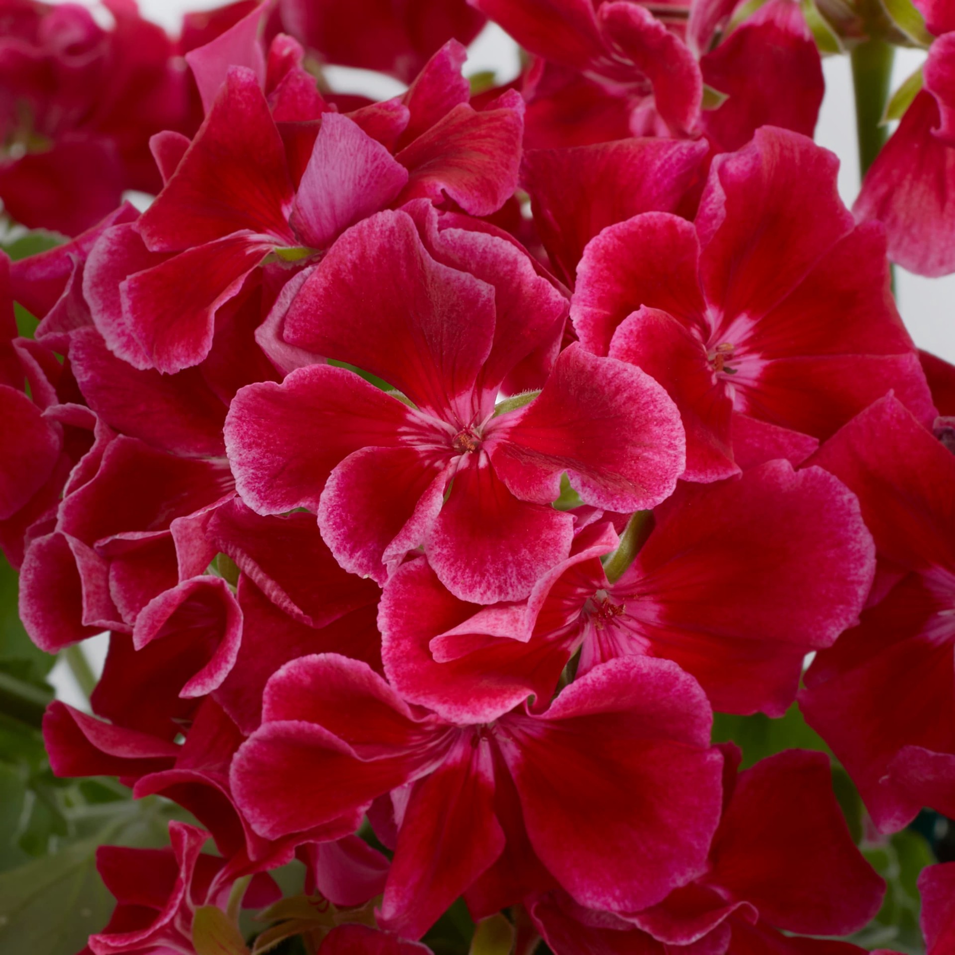 slide 4 of 6, Monrovia Multicolor Geranium in 2.5-Quart Pot, 1 ct