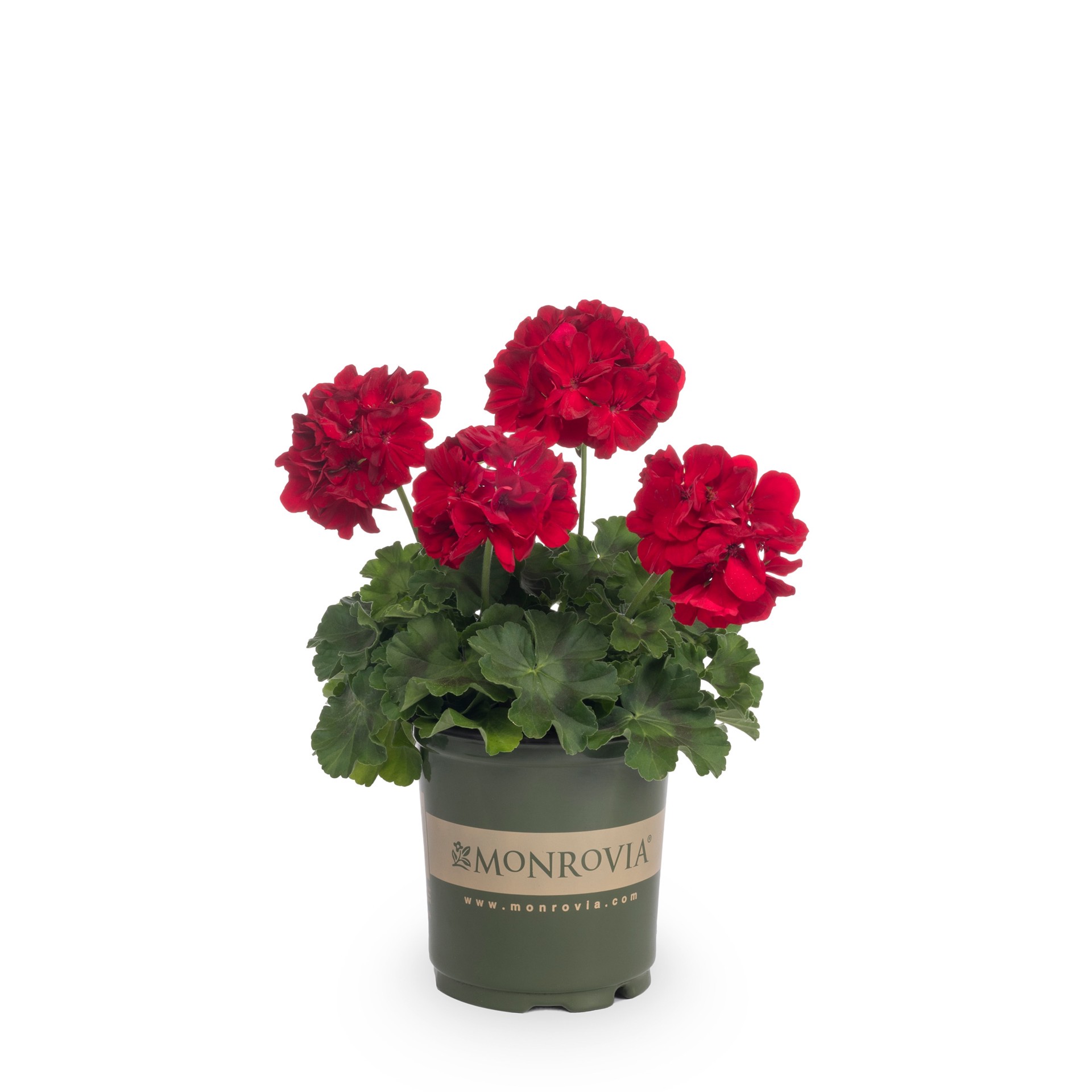 slide 5 of 6, Monrovia Multicolor Geranium in 2.5-Quart Pot, 1 ct
