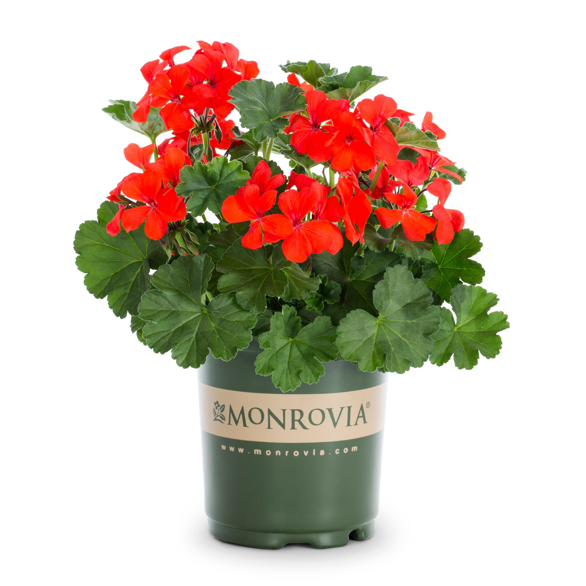 slide 1 of 6, Monrovia Multicolor Geranium in 2.5-Quart Pot, 1 ct