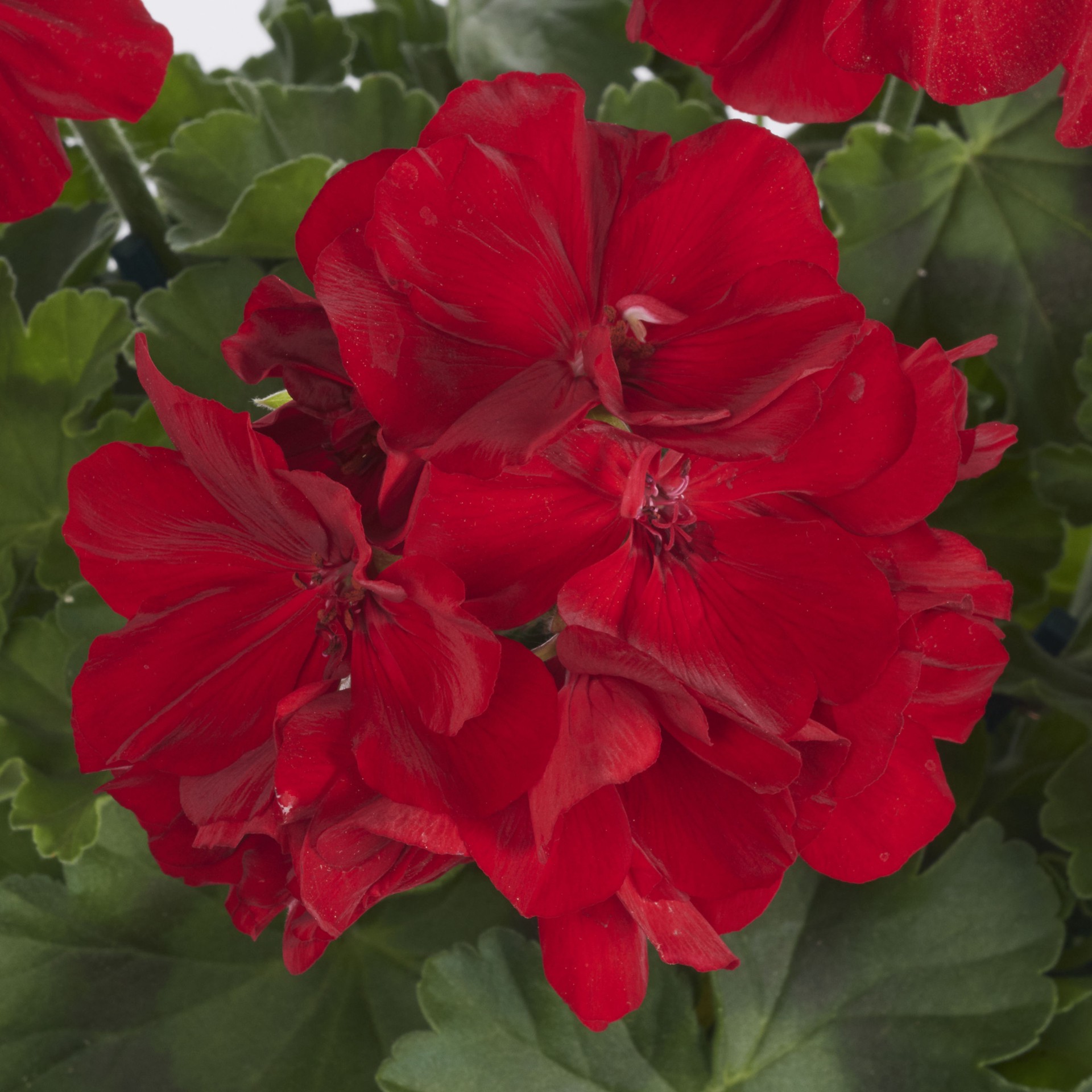 slide 6 of 6, Monrovia Multicolor Geranium in 2.5-Quart Pot, 1 ct