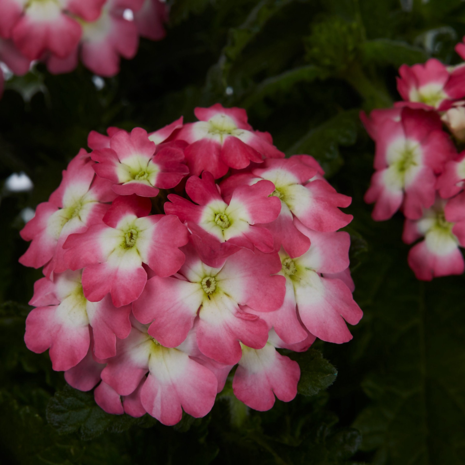 slide 2 of 4, Monrovia Multicolor Verbena in 1-Quart Pot, 1 ct