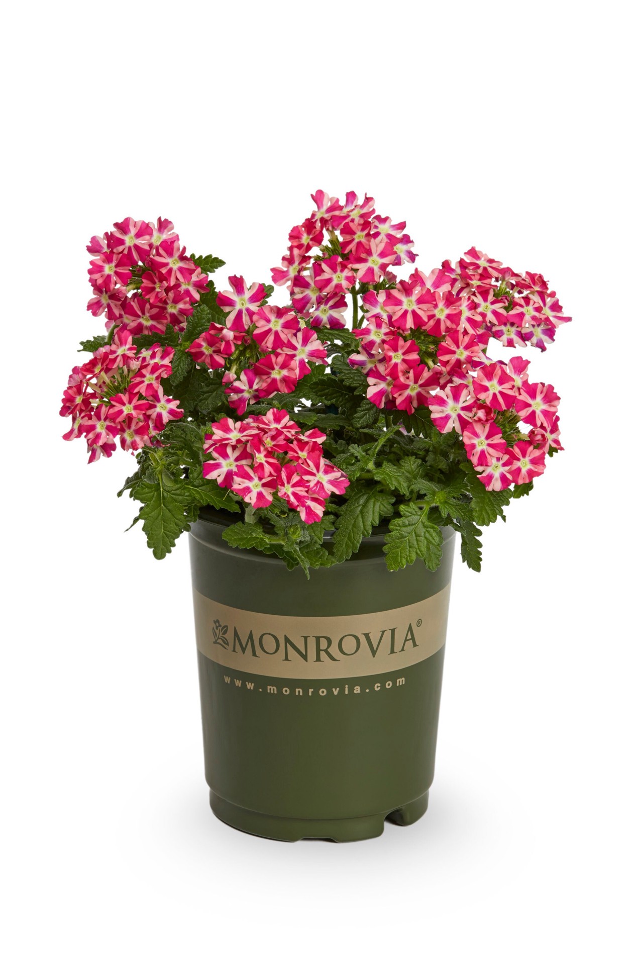 slide 3 of 4, Monrovia Multicolor Verbena in 1-Quart Pot, 1 ct