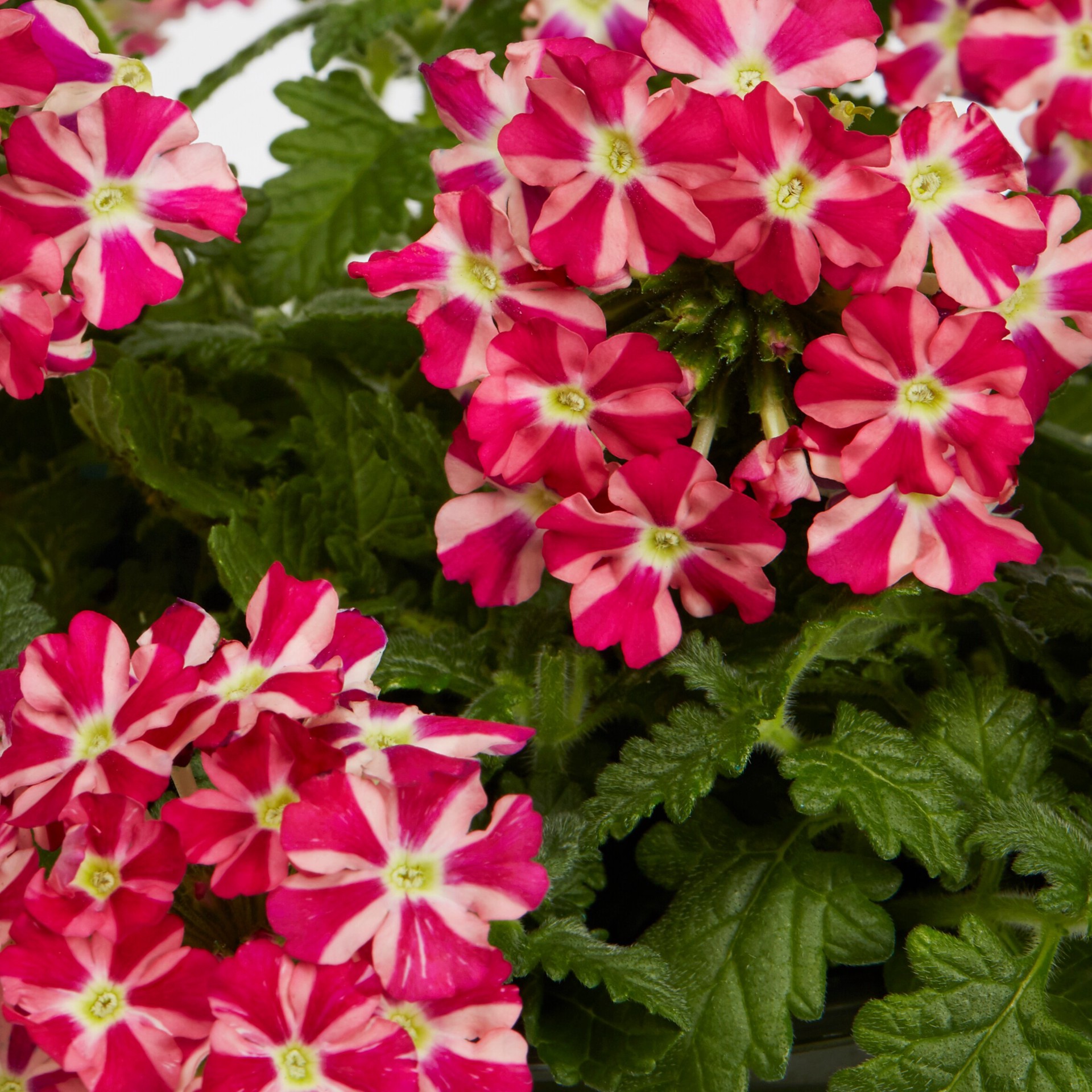 slide 4 of 4, Monrovia Multicolor Verbena in 1-Quart Pot, 1 ct