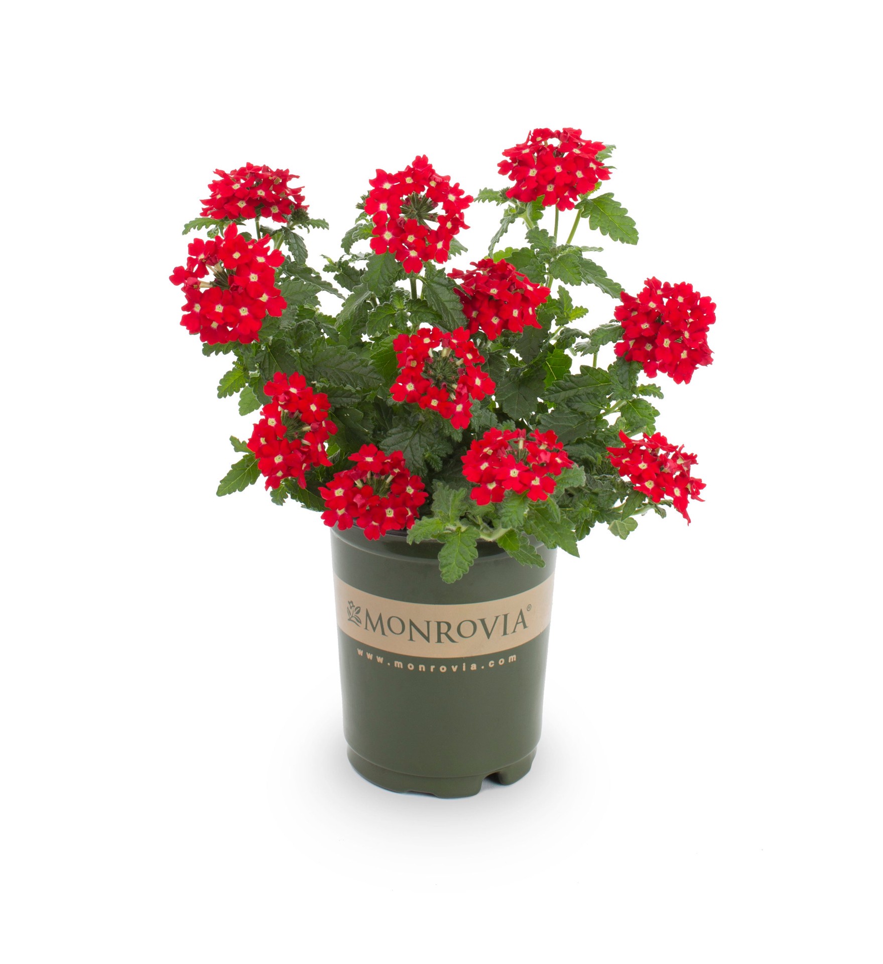 slide 1 of 4, Monrovia Multicolor Verbena in 1-Quart Pot, 1 ct