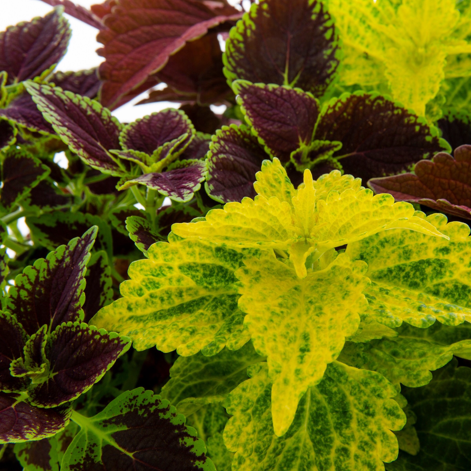 slide 2 of 2, Lowe's Multicolor Coleus in 1.75-Gallons Planter, 1 ct