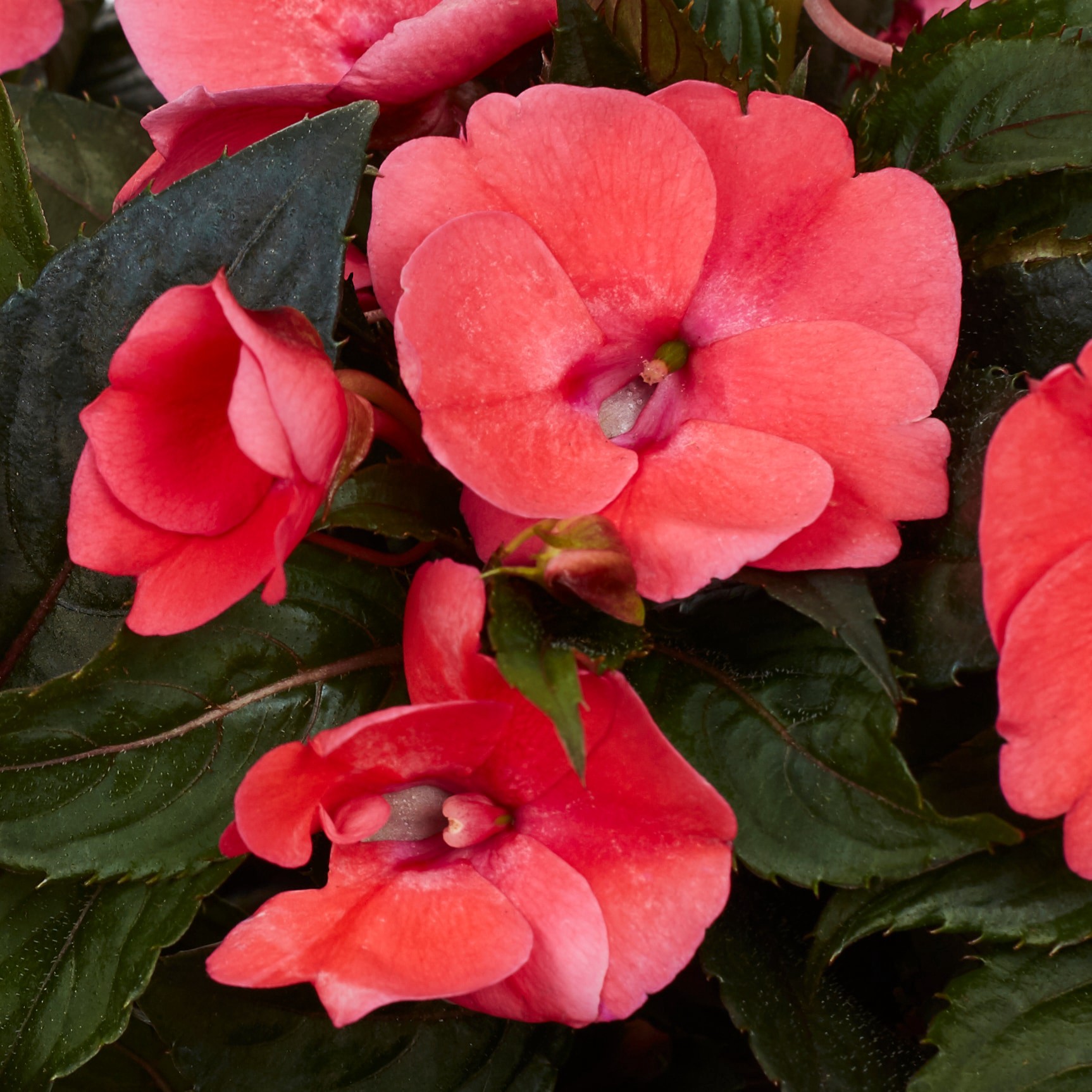 slide 4 of 6, Lowe's Multicolor Sunpatiens in 2.5-Quart Pot, 1 ct