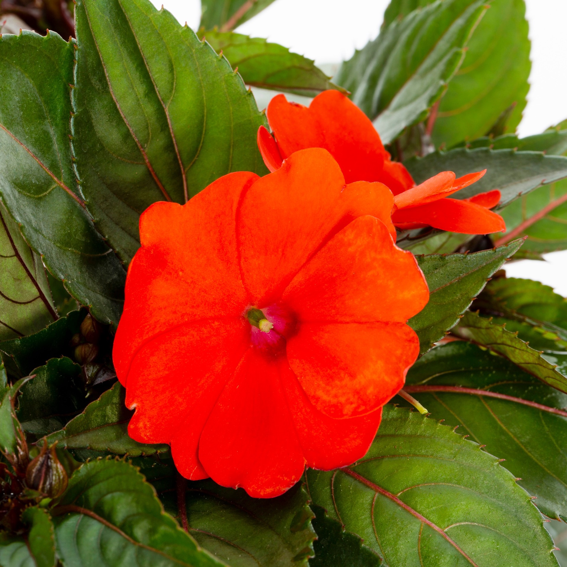 slide 6 of 6, Lowe's Multicolor Sunpatiens in 2.5-Quart Pot, 1 ct