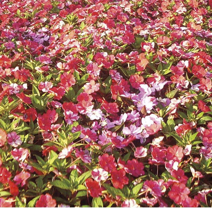 slide 1 of 6, Lowe's Multicolor Sunpatiens in 2.5-Quart Pot, 1 ct