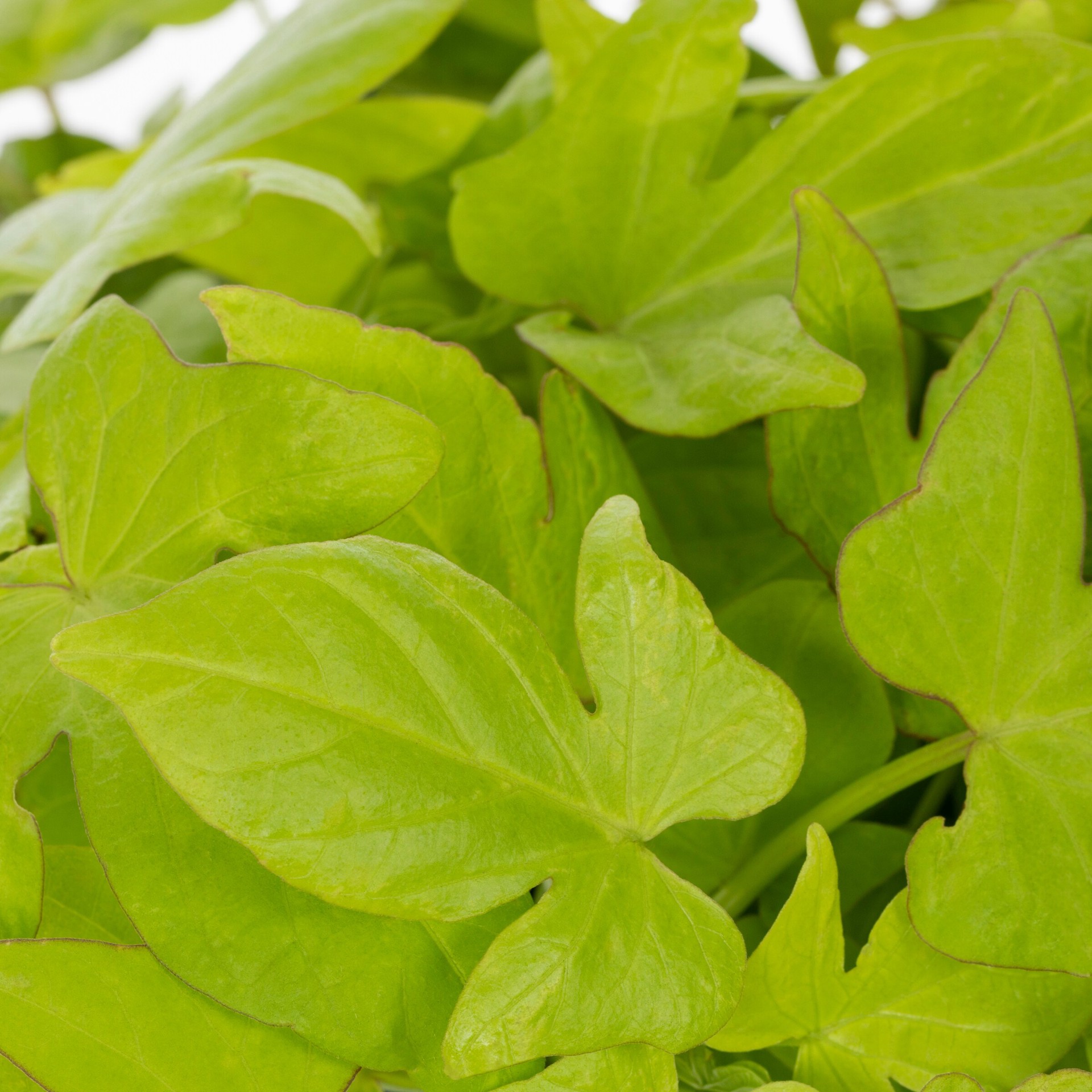 slide 2 of 5, Lowe's Multicolor Morning Glory, Sweet Potato Vine in 1.5 Gallon(s) Pot 1 -Pack, 1 ct