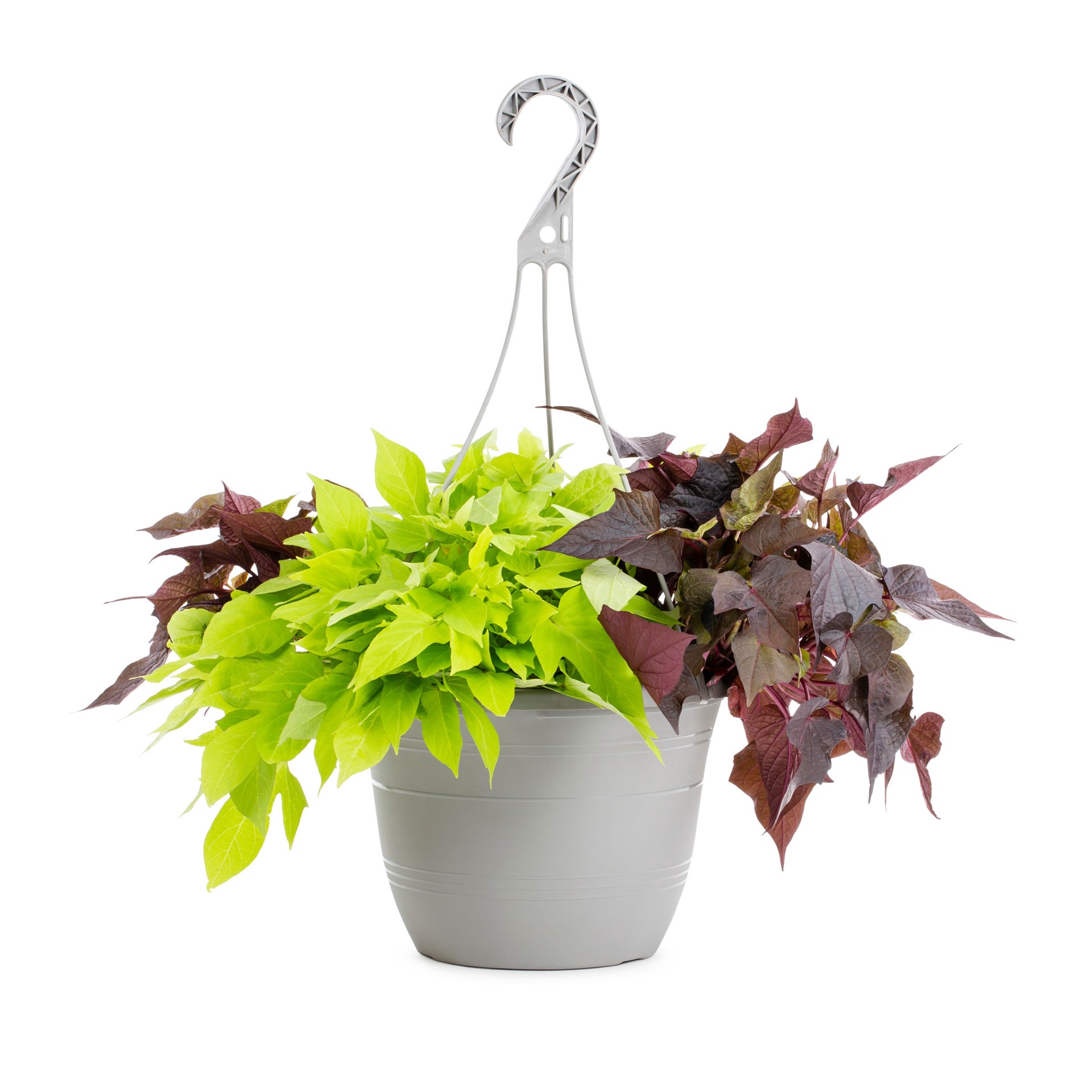 slide 3 of 5, Lowe's Multicolor Morning Glory, Sweet Potato Vine in 1.5 Gallon(s) Pot 1 -Pack, 1 ct