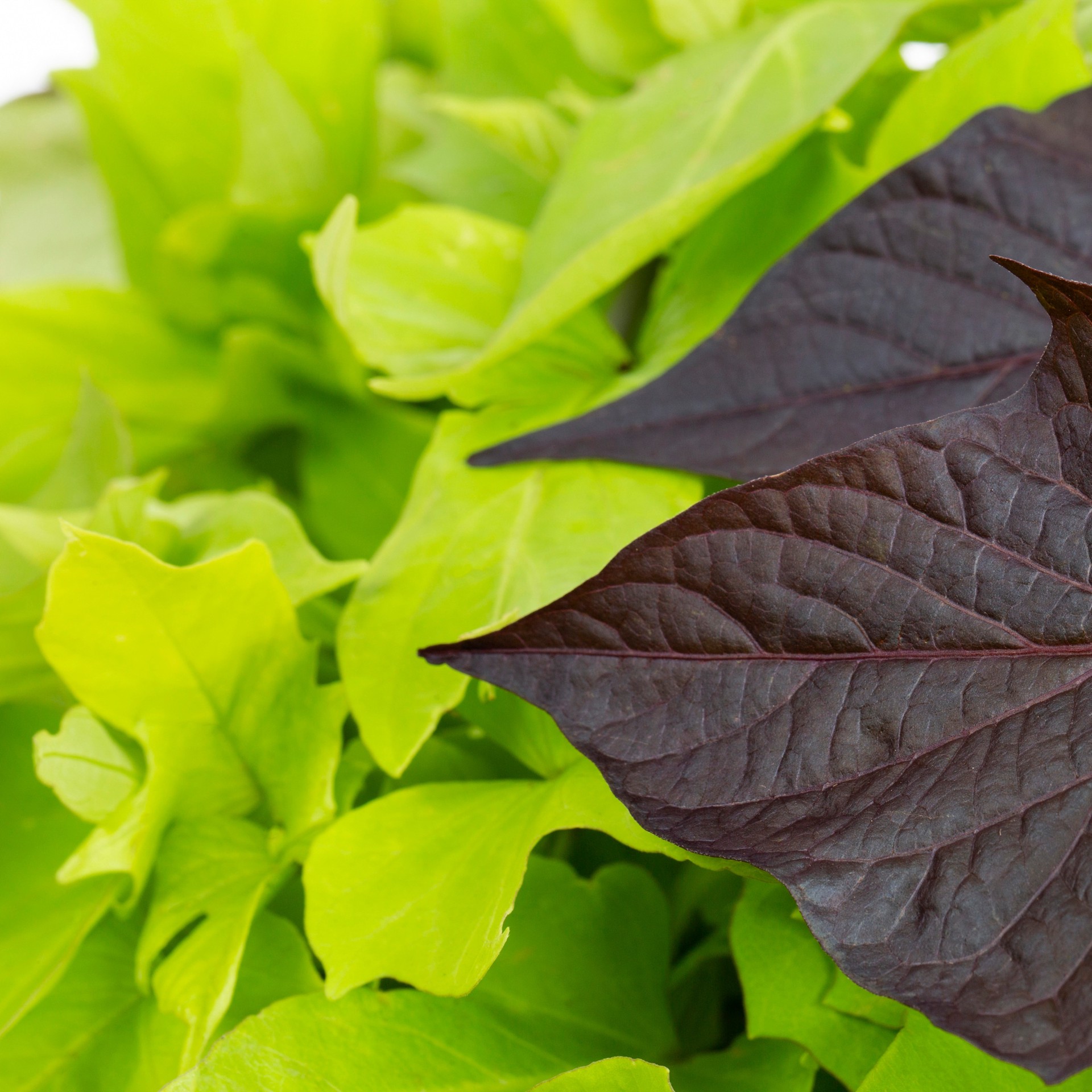 slide 4 of 5, Lowe's Multicolor Morning Glory, Sweet Potato Vine in 1.5 Gallon(s) Pot 1 -Pack, 1 ct