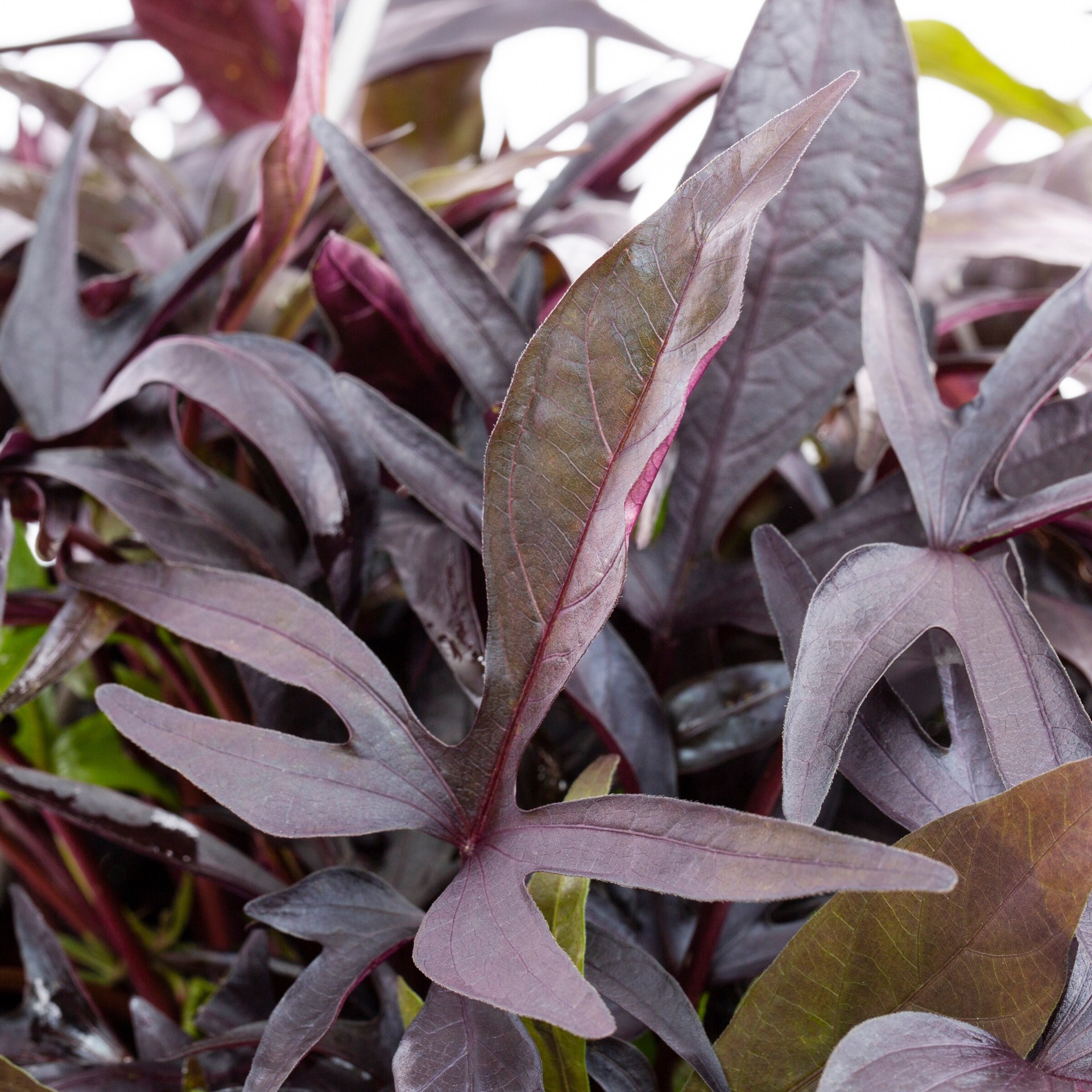 slide 5 of 5, Lowe's Multicolor Morning Glory, Sweet Potato Vine in 1.5 Gallon(s) Pot 1 -Pack, 1 ct