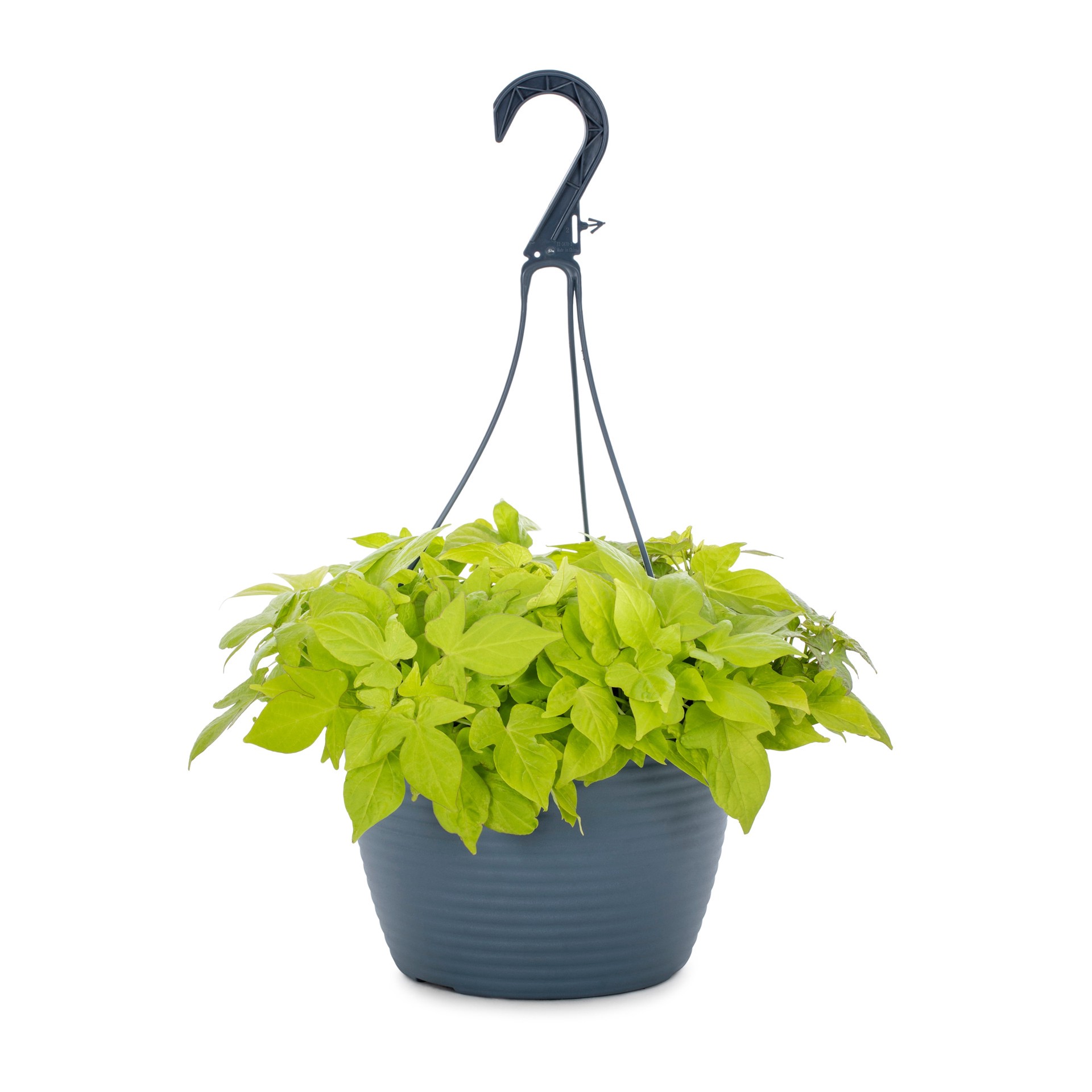 slide 1 of 5, Lowe's Multicolor Morning Glory, Sweet Potato Vine in 1.5 Gallon(s) Pot 1 -Pack, 1 ct