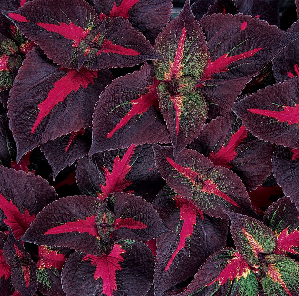 slide 2 of 4, Lowe's Magilla Purple Perilla in 2 Quart(s) Pot 1 -Pack, 1 ct