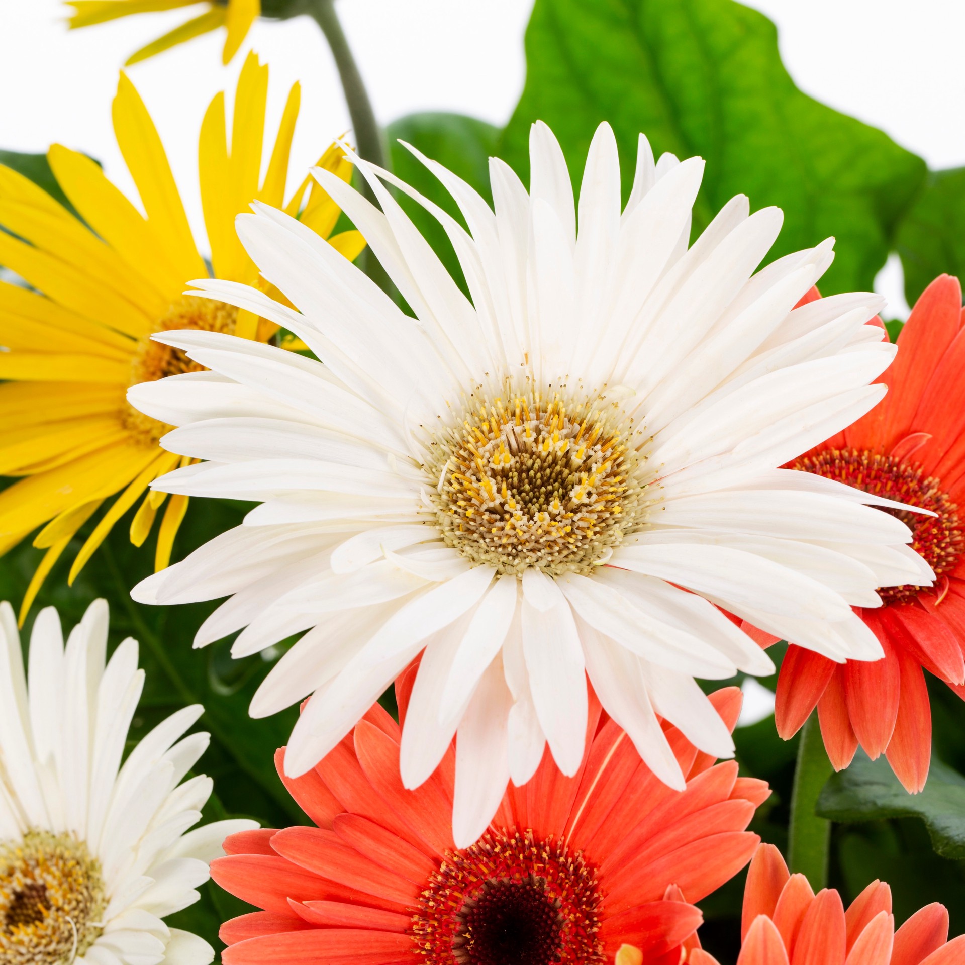 slide 5 of 6, Lowe's Multicolor Gerbera Daisy in 3-Quart Planter, 1 ct