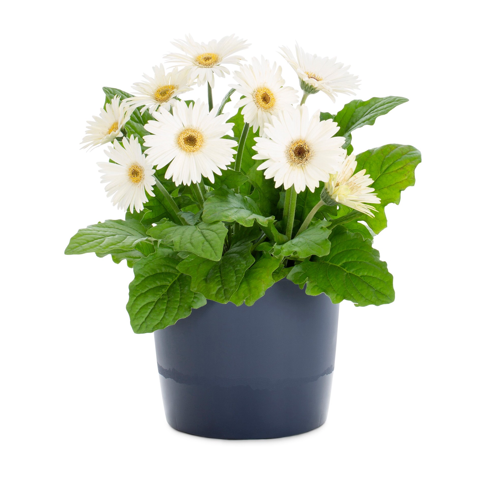 slide 4 of 6, Lowe's Multicolor Gerbera Daisy in 3-Quart Planter, 1 ct