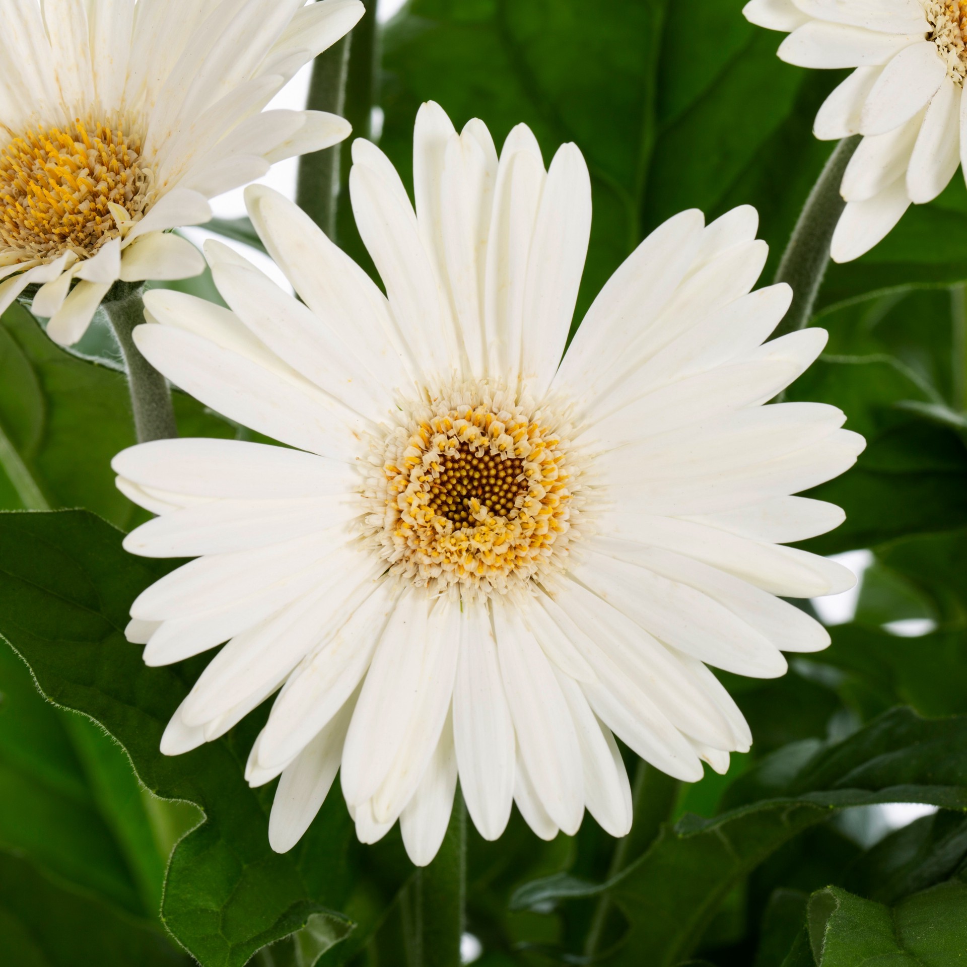 slide 3 of 6, Lowe's Multicolor Gerbera Daisy in 3-Quart Planter, 1 ct