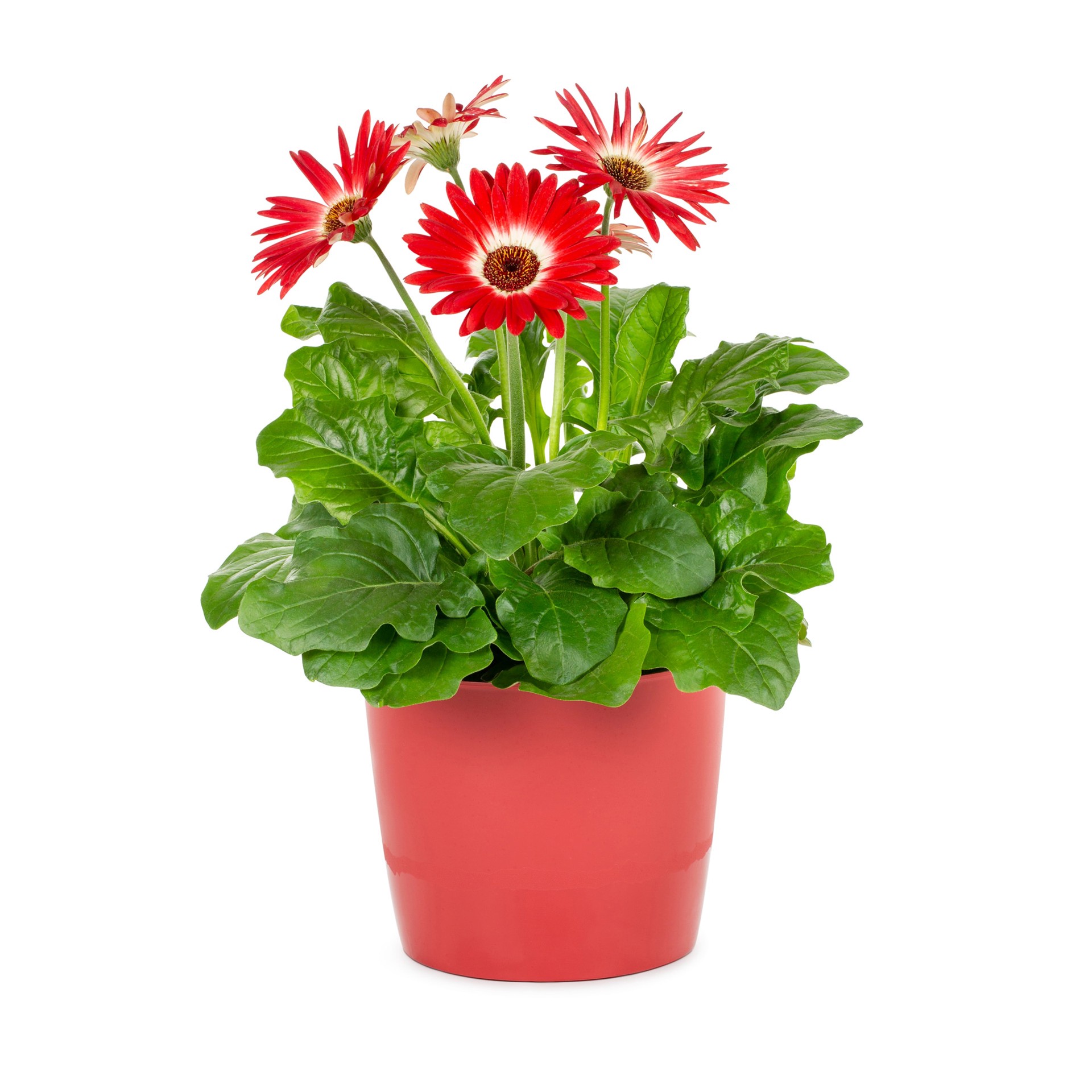 slide 2 of 6, Lowe's Multicolor Gerbera Daisy in 3-Quart Planter, 1 ct