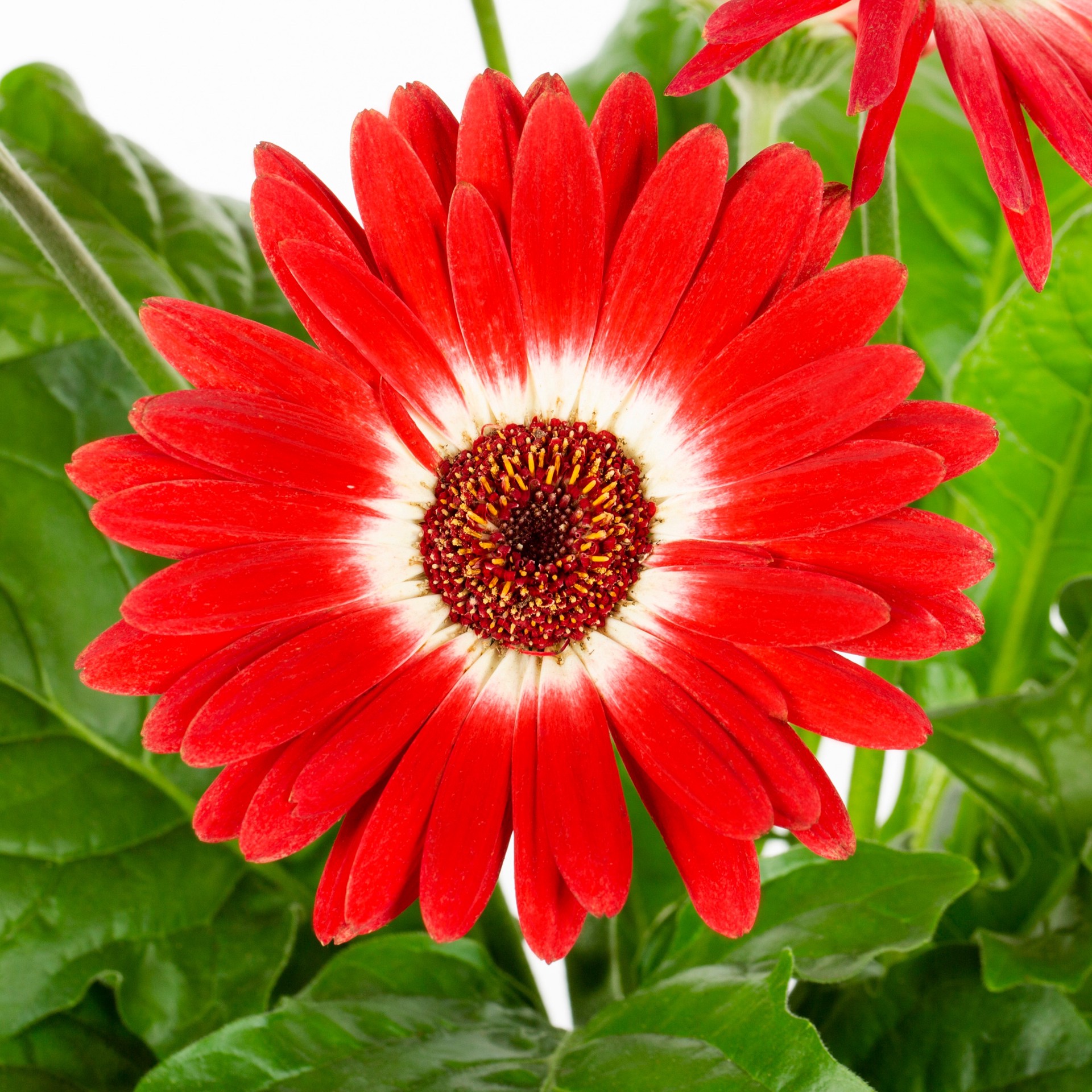 slide 6 of 6, Lowe's Multicolor Gerbera Daisy in 3-Quart Planter, 1 ct