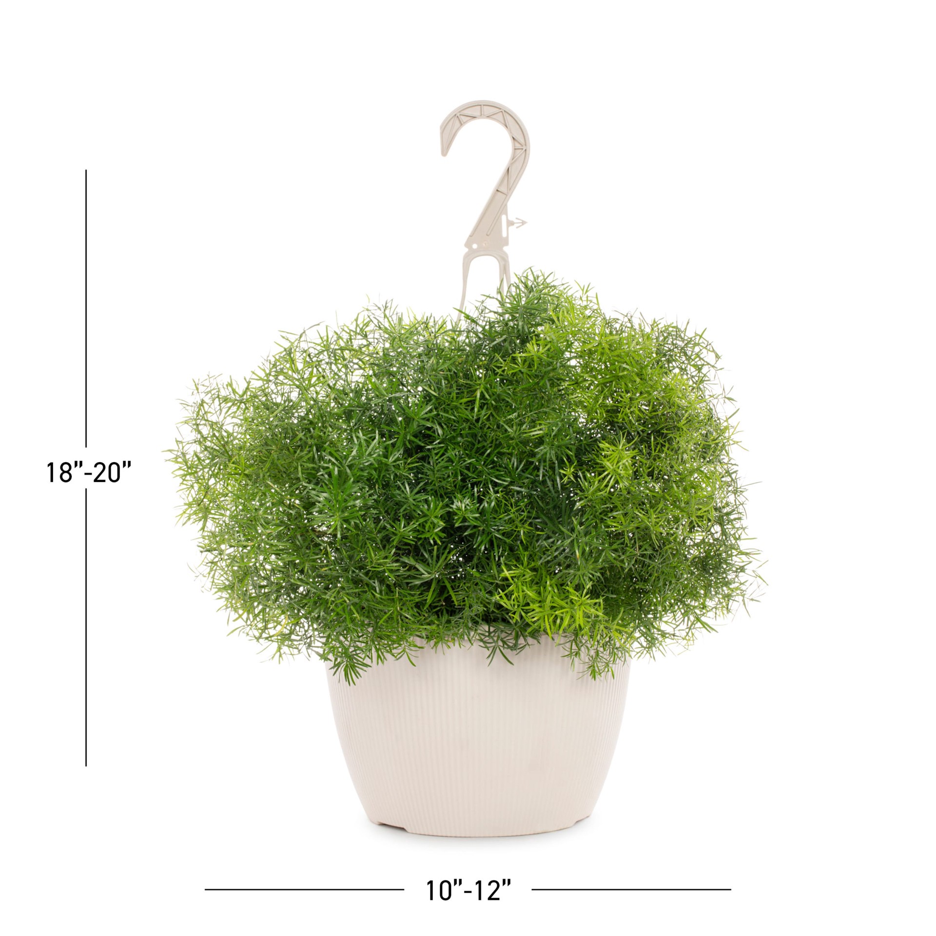 slide 3 of 3, Lowe's Multicolor Asparagus Fern in 1.5 Gallon(s) Hanging basket 1 -Pack, 1 ct