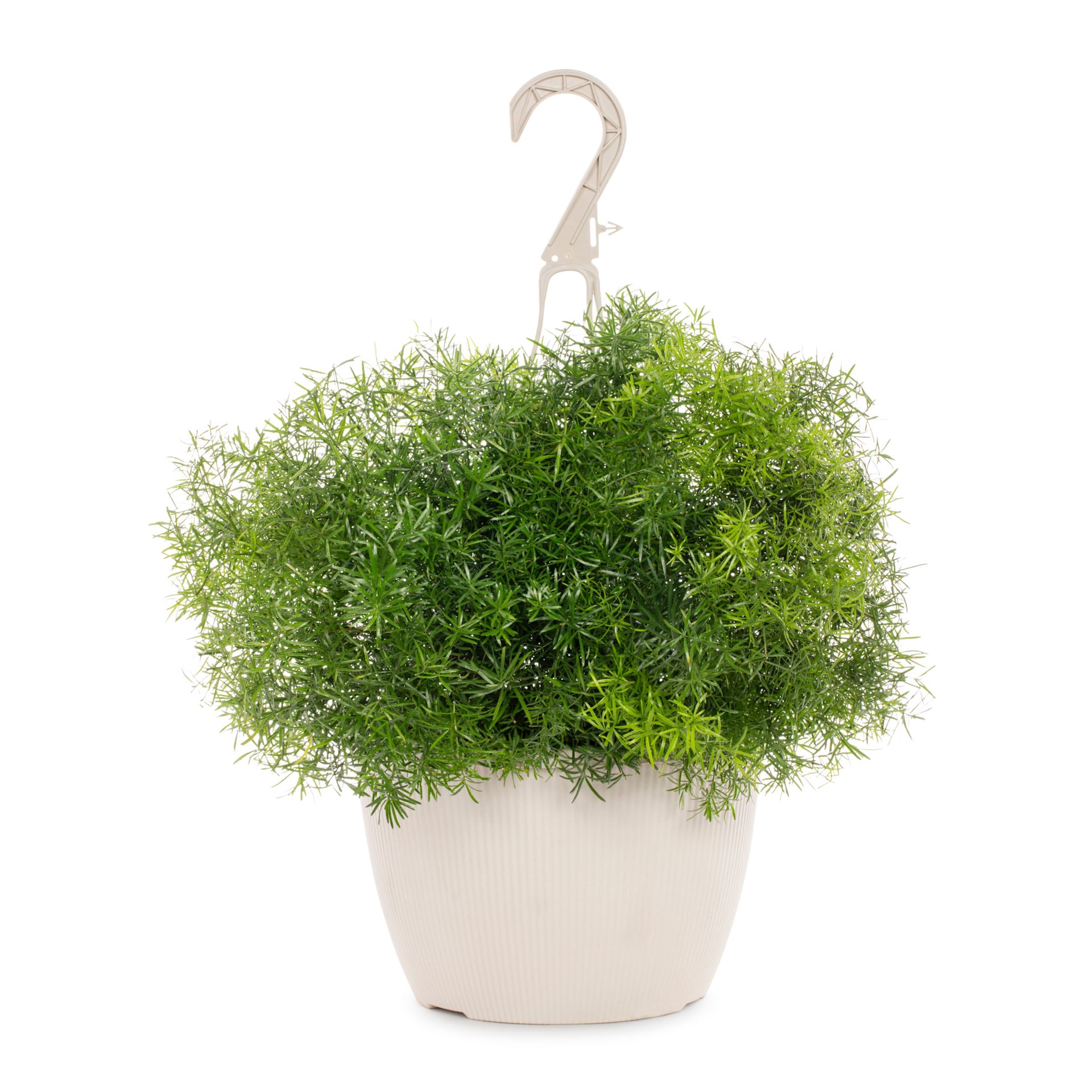 slide 1 of 3, Lowe's Multicolor Asparagus Fern in 1.5 Gallon(s) Hanging basket 1 -Pack, 1 ct