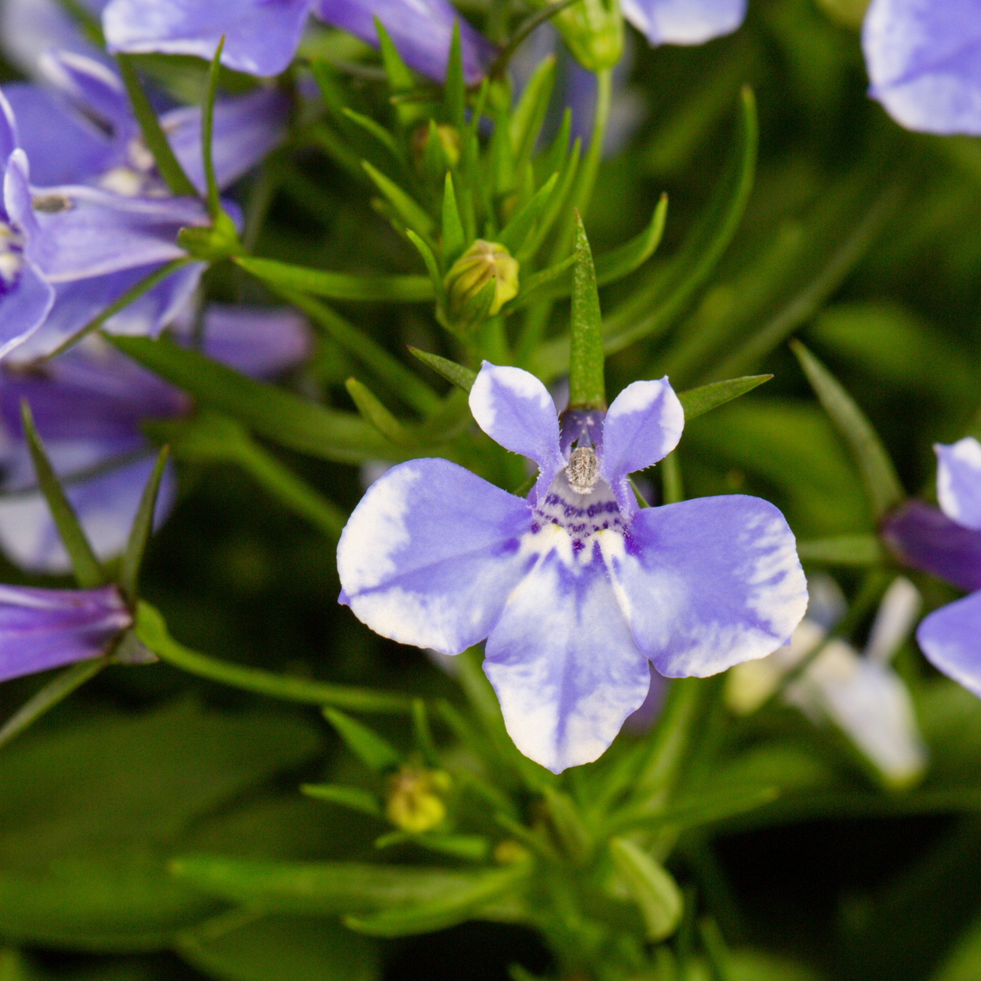 slide 2 of 5, Monrovia Multicolor Lobelia in 1-Quart Pot, 1 ct