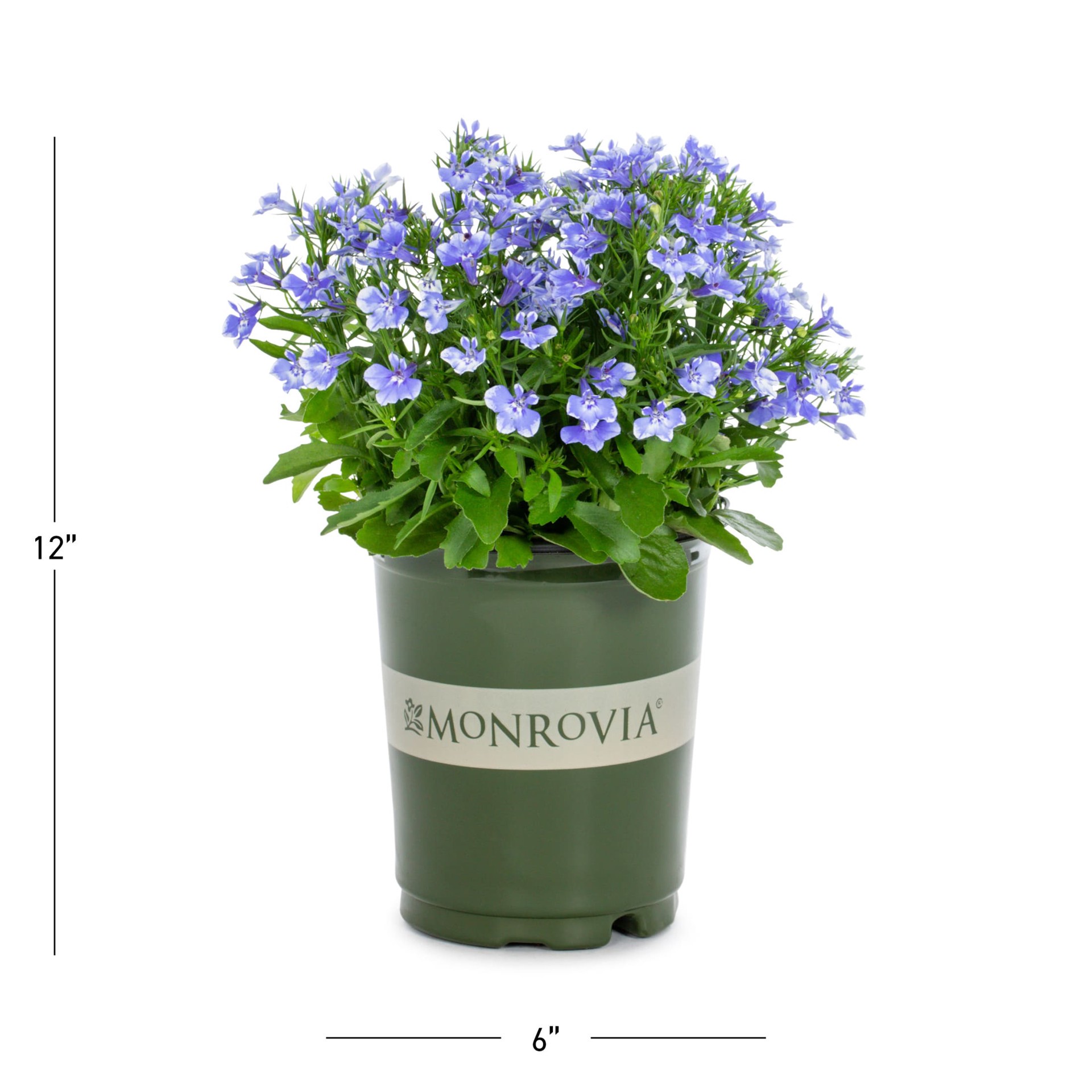 slide 3 of 5, Monrovia Multicolor Lobelia in 1-Quart Pot, 1 ct