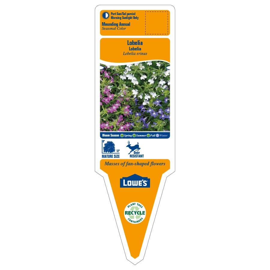 slide 5 of 5, Monrovia Multicolor Lobelia in 1-Quart Pot, 1 ct
