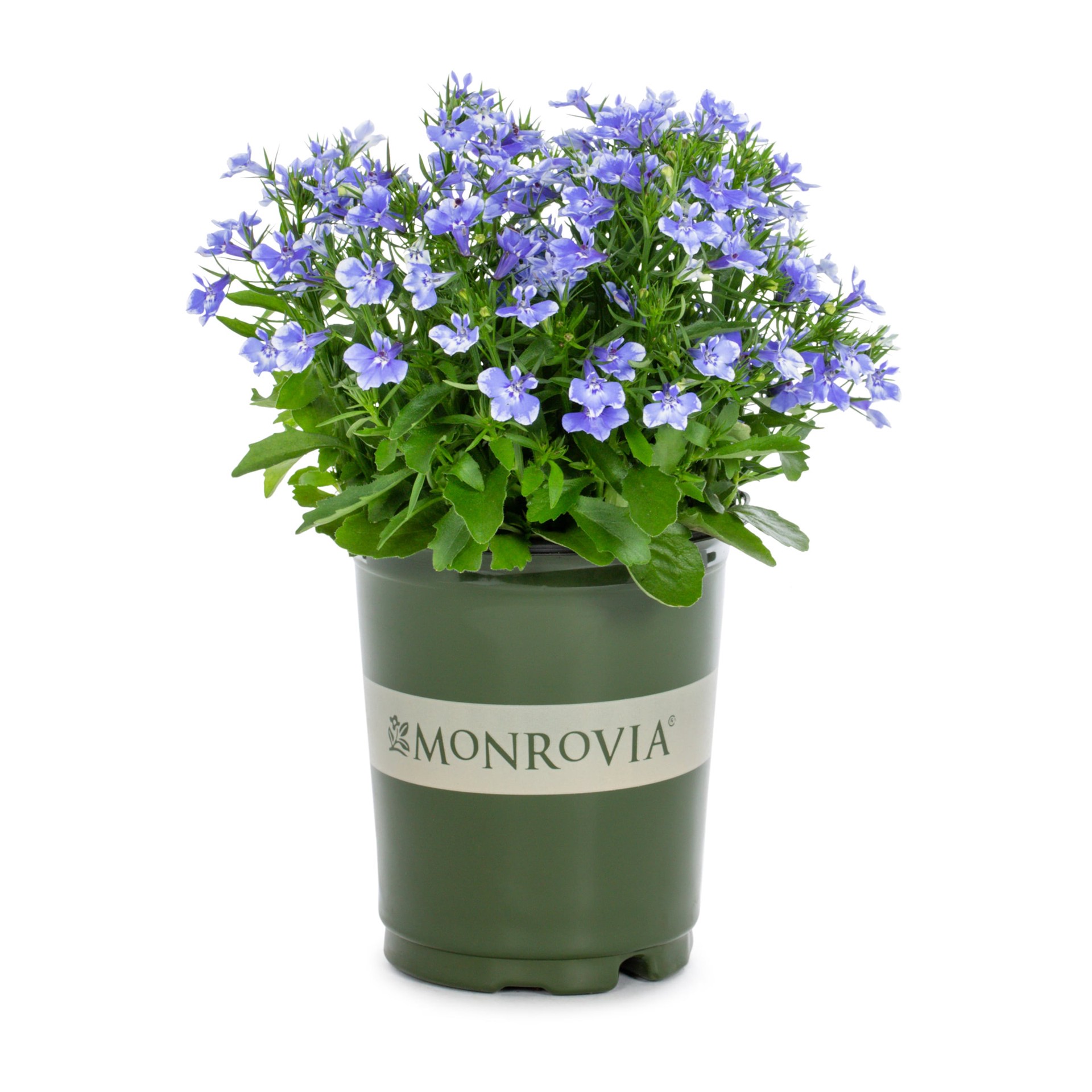 slide 1 of 5, Monrovia Multicolor Lobelia in 1-Quart Pot, 1 ct