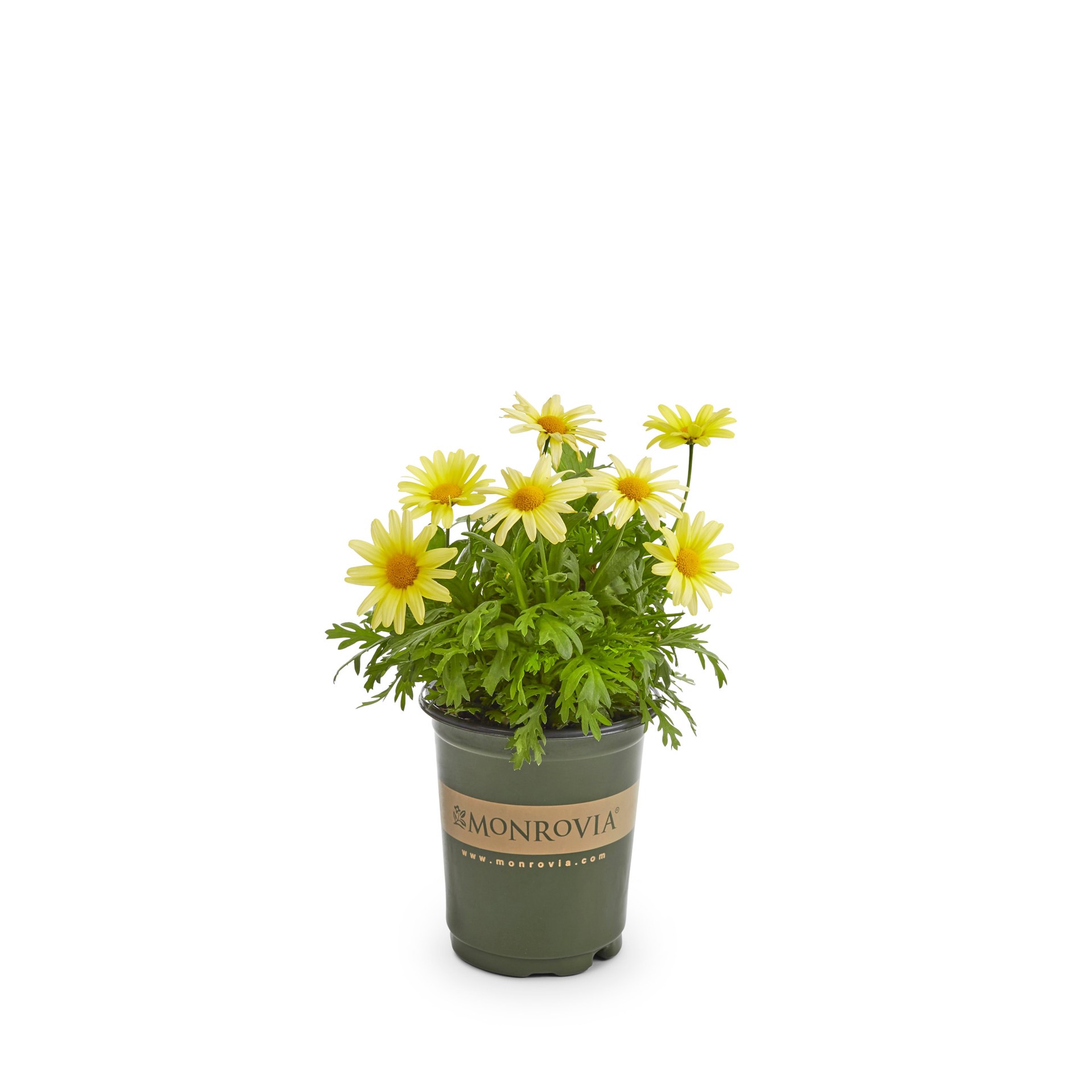 slide 1 of 4, Monrovia Multicolor Marguerite Daisy in 1.5 Pint Pot 1 -Pack, 1 ct