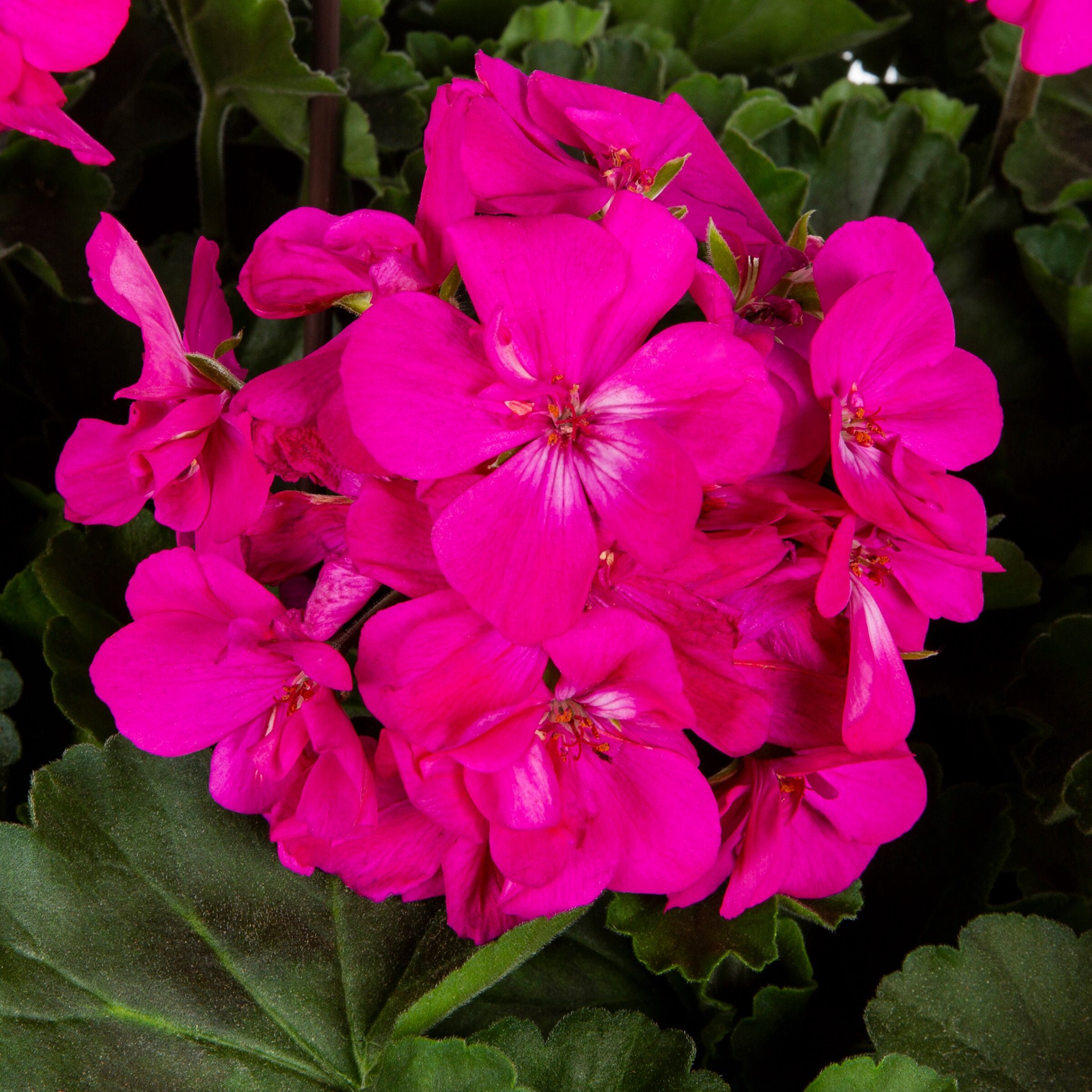 slide 2 of 6, Lowe's Multicolor Geranium in 2-Gallons Hanging Basket, 1 ct