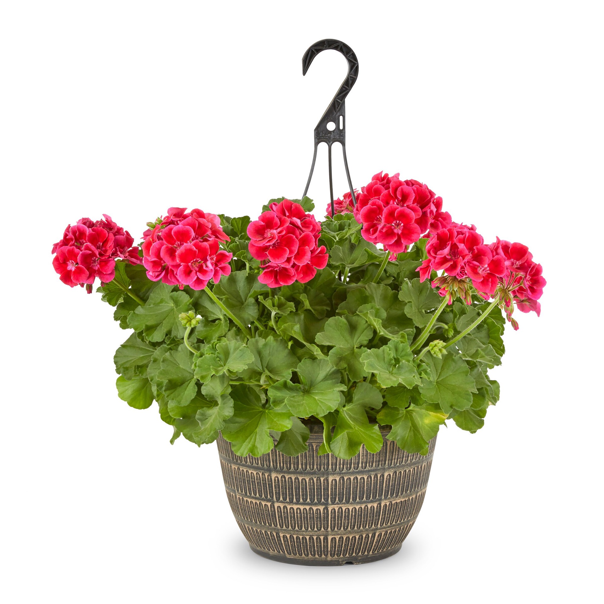 slide 3 of 6, Lowe's Multicolor Geranium in 2-Gallons Hanging Basket, 1 ct