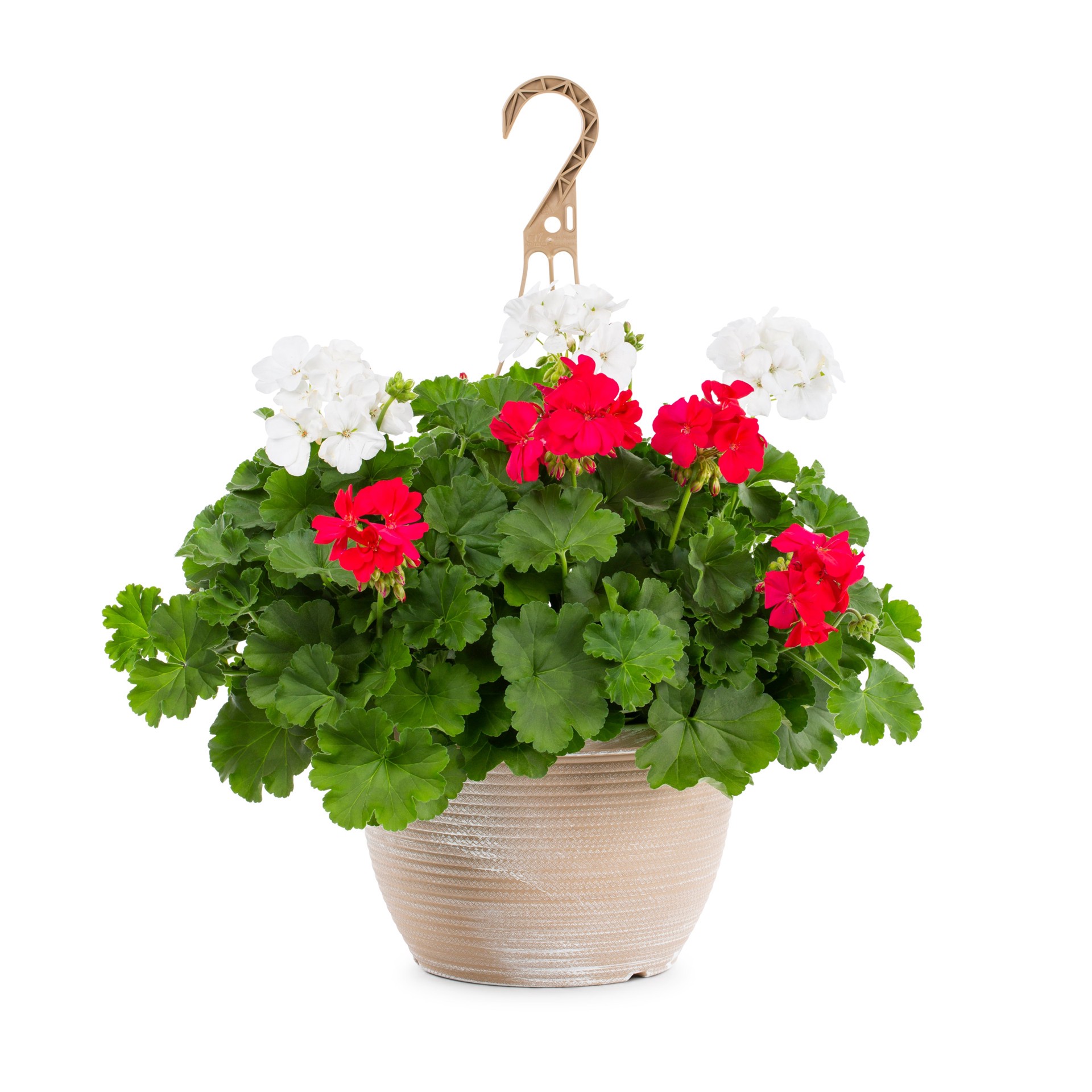 slide 5 of 6, Lowe's Multicolor Geranium in 2-Gallons Hanging Basket, 1 ct