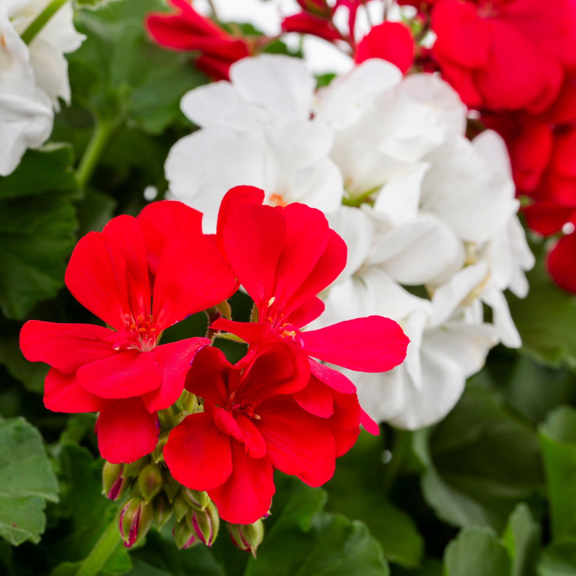 slide 6 of 6, Lowe's Multicolor Geranium in 2-Gallons Hanging Basket, 1 ct