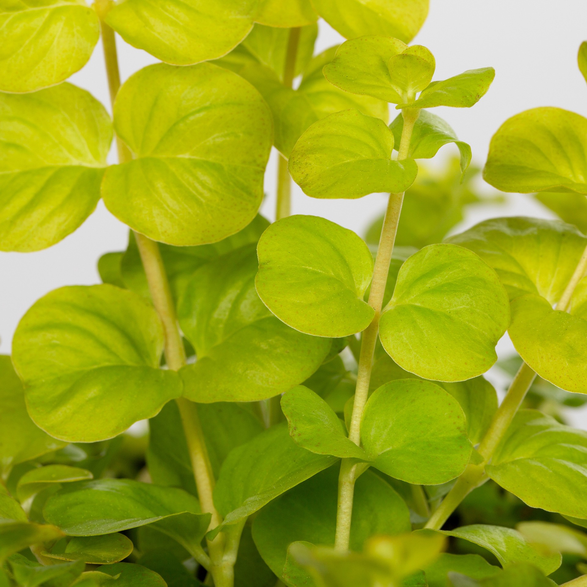 slide 2 of 6, Monrovia 1-Pint Creeping Jenny in Pot, 1 ct