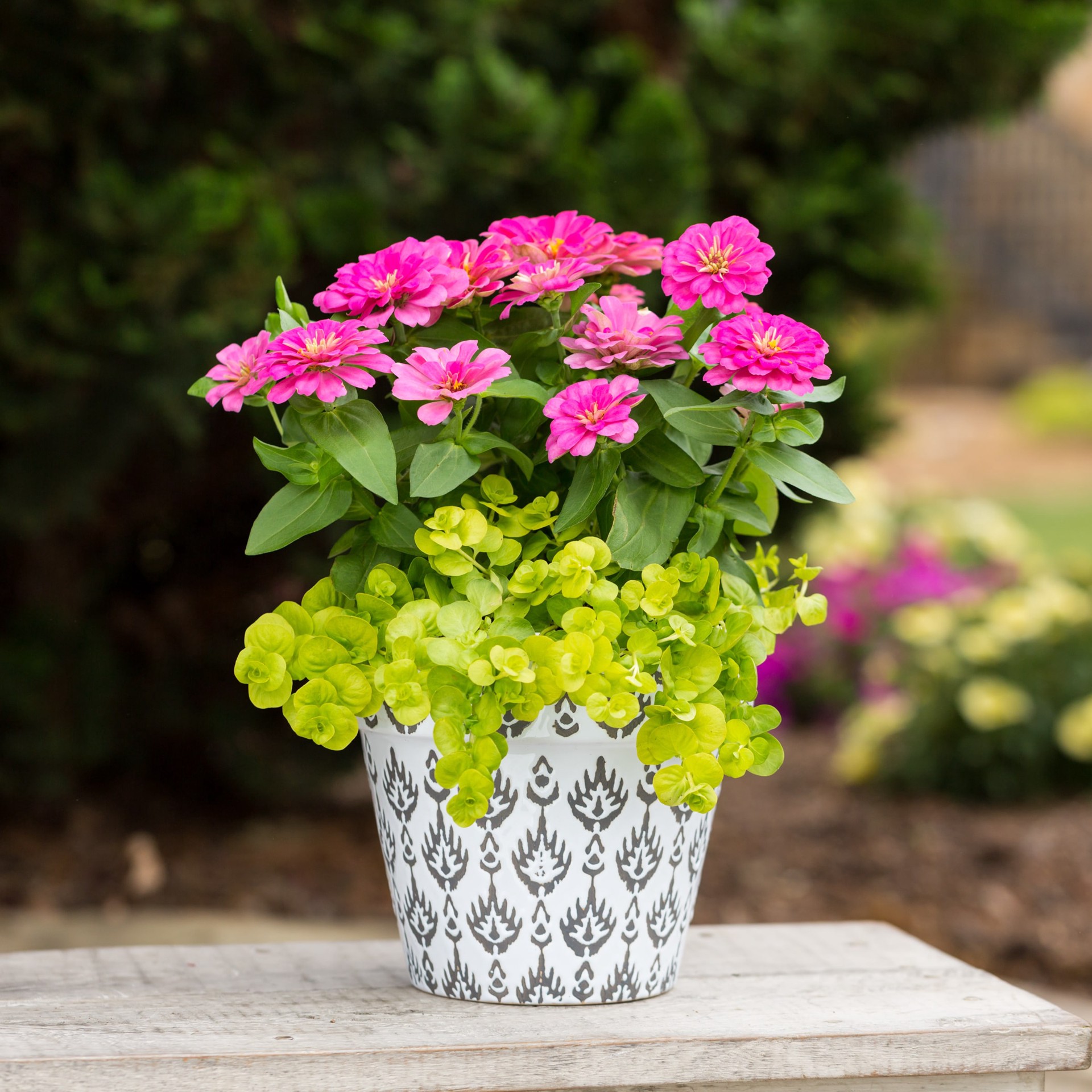 slide 4 of 6, Monrovia 1-Pint Creeping Jenny in Pot, 1 ct