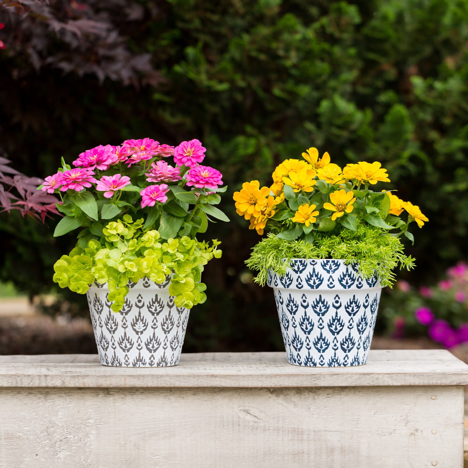 slide 5 of 6, Monrovia 1-Pint Creeping Jenny in Pot, 1 ct