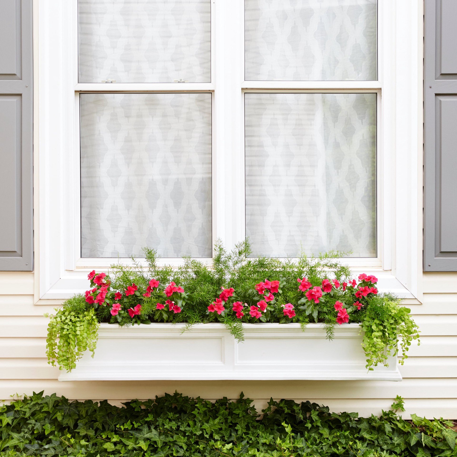 slide 6 of 6, Monrovia 1-Pint Creeping Jenny in Pot, 1 ct