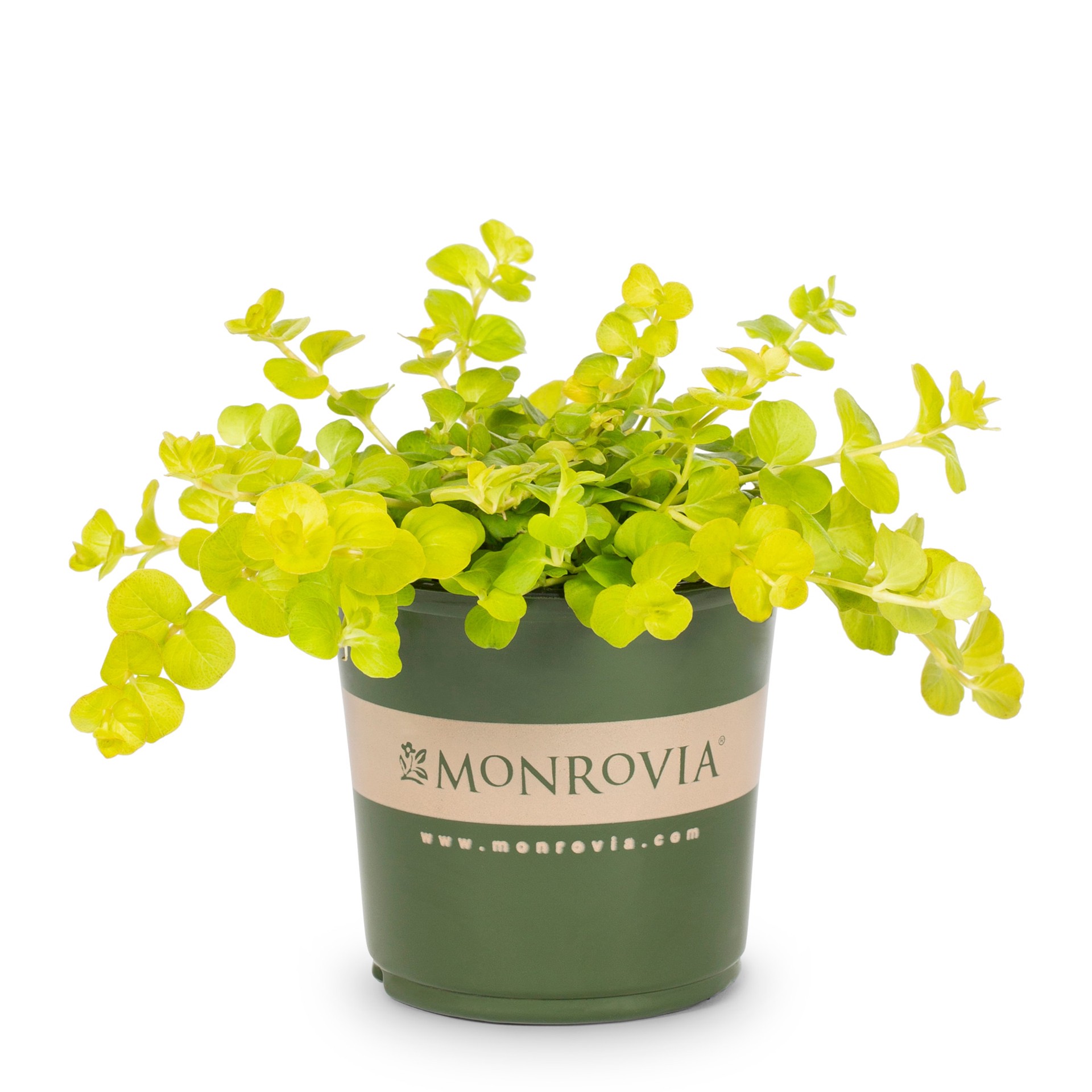 slide 1 of 6, Monrovia 1-Pint Creeping Jenny in Pot, 1 ct