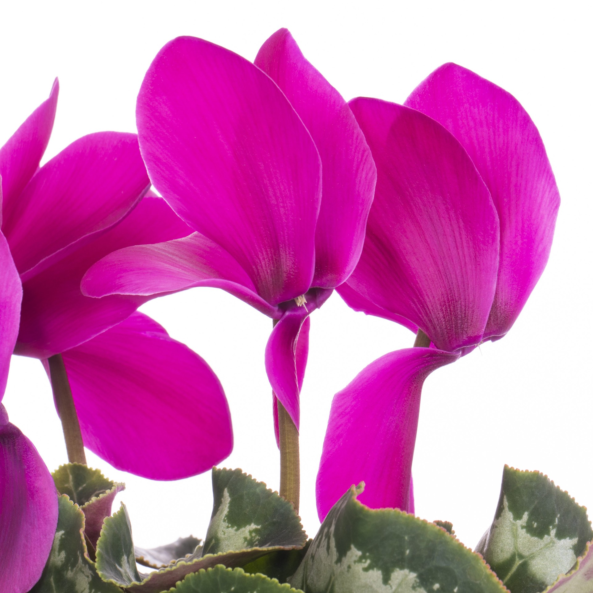 slide 2 of 4, Monrovia Multicolor Cyclamen in 1.5 Pint Pot 1 -Pack, 1 ct
