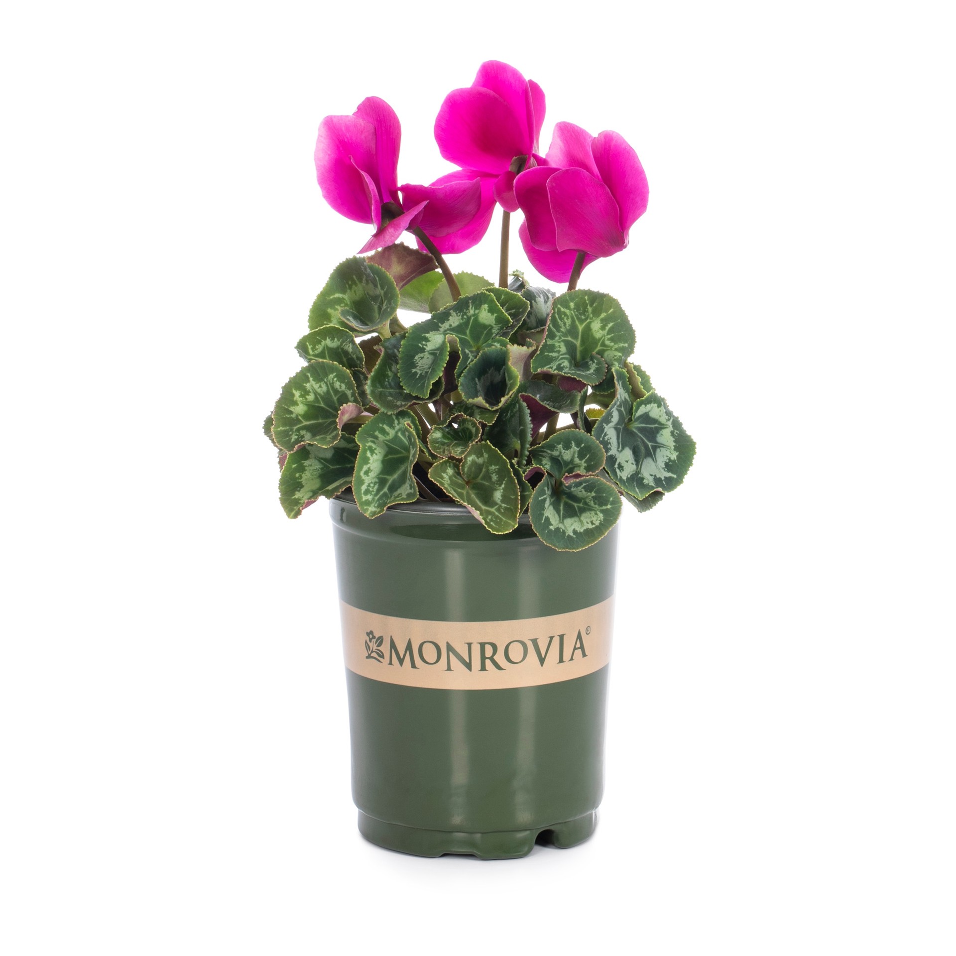 slide 1 of 4, Monrovia Multicolor Cyclamen in 1.5 Pint Pot 1 -Pack, 1 ct