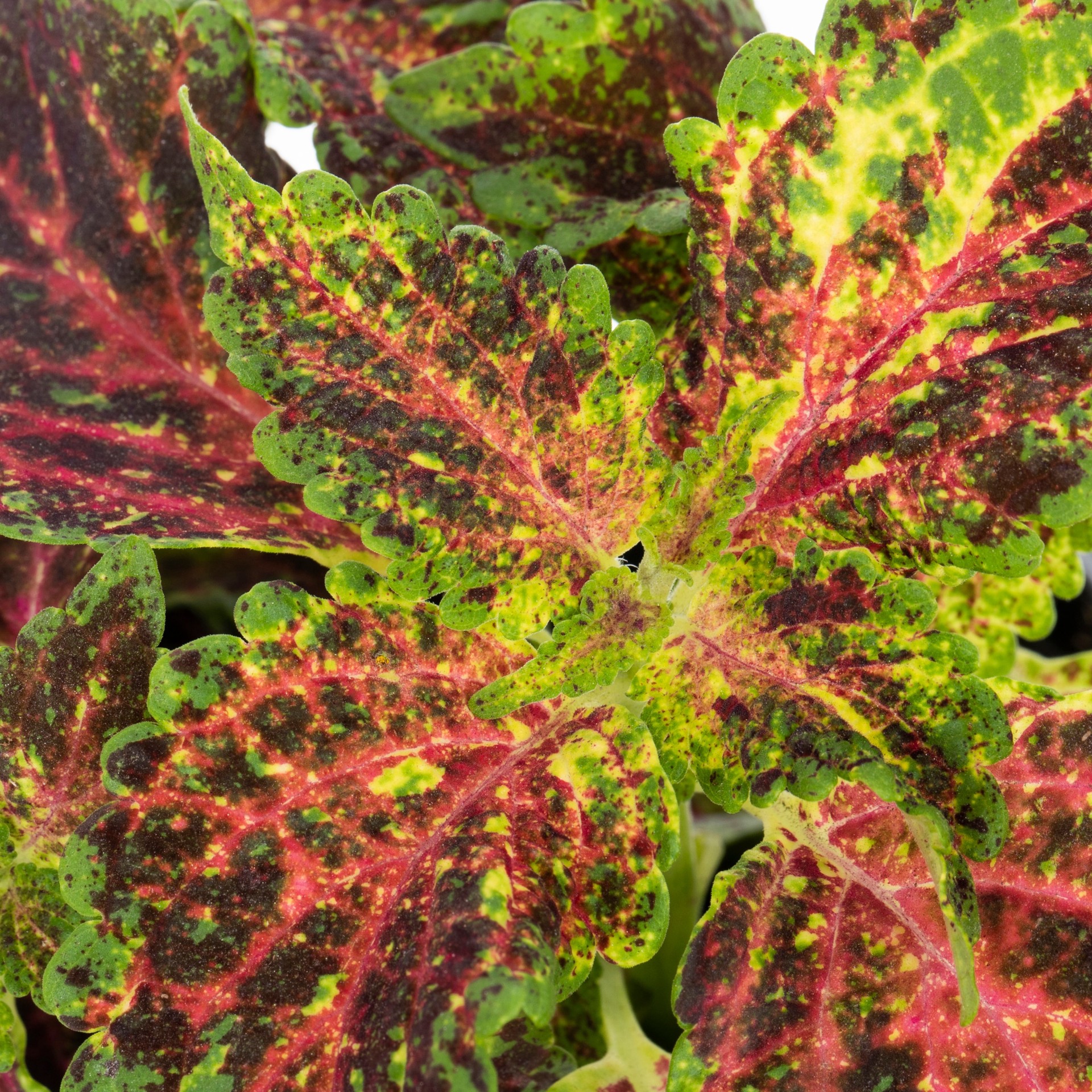 slide 6 of 6, Monrovia Multicolor Coleus in 1-Pint Pot, 1 ct